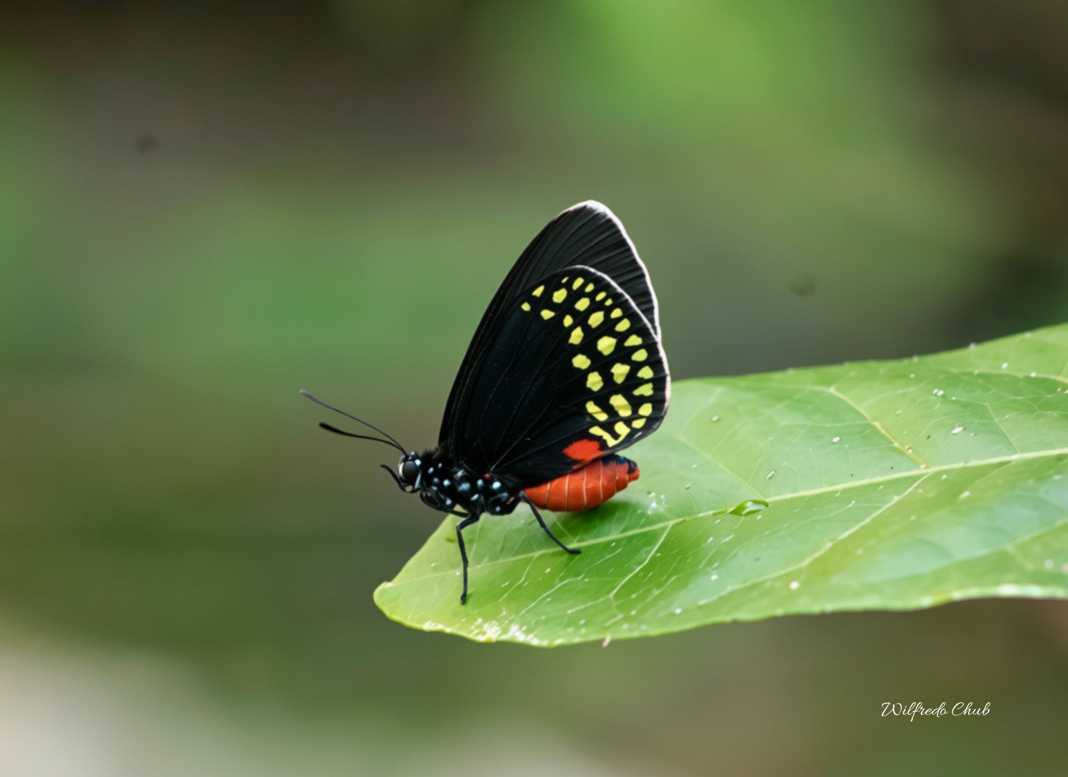 Eumaeus toxea