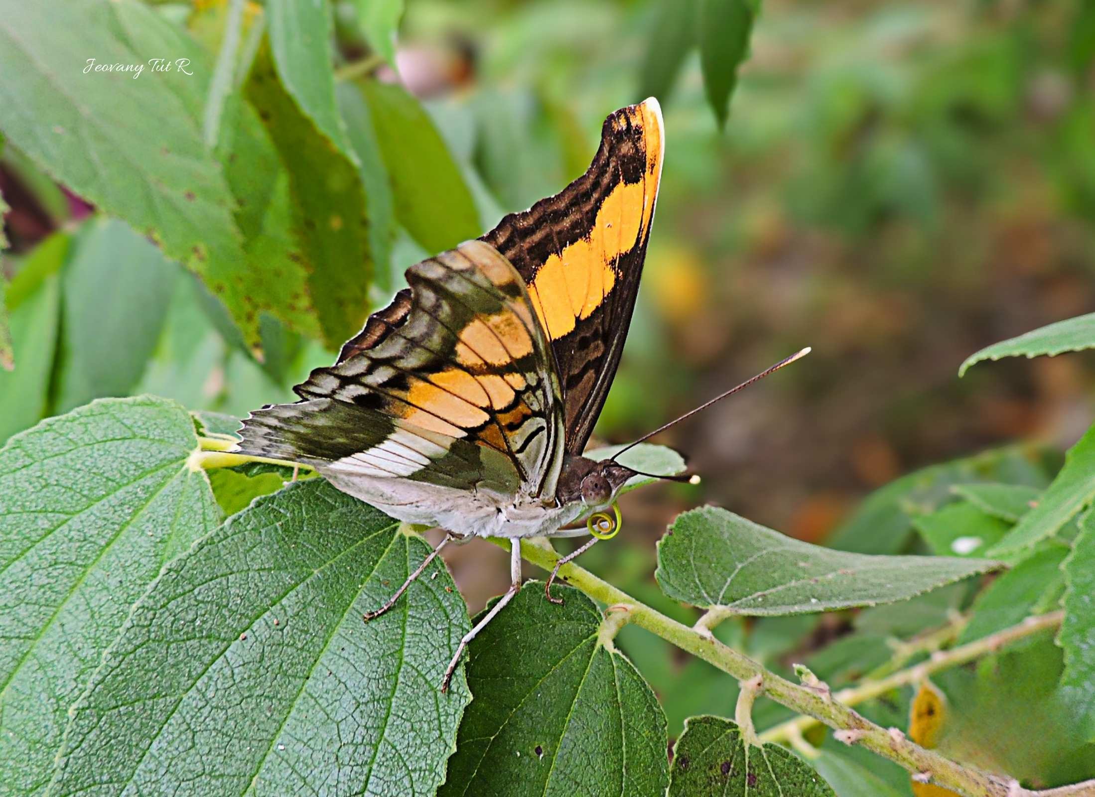 Doxocopa laure
