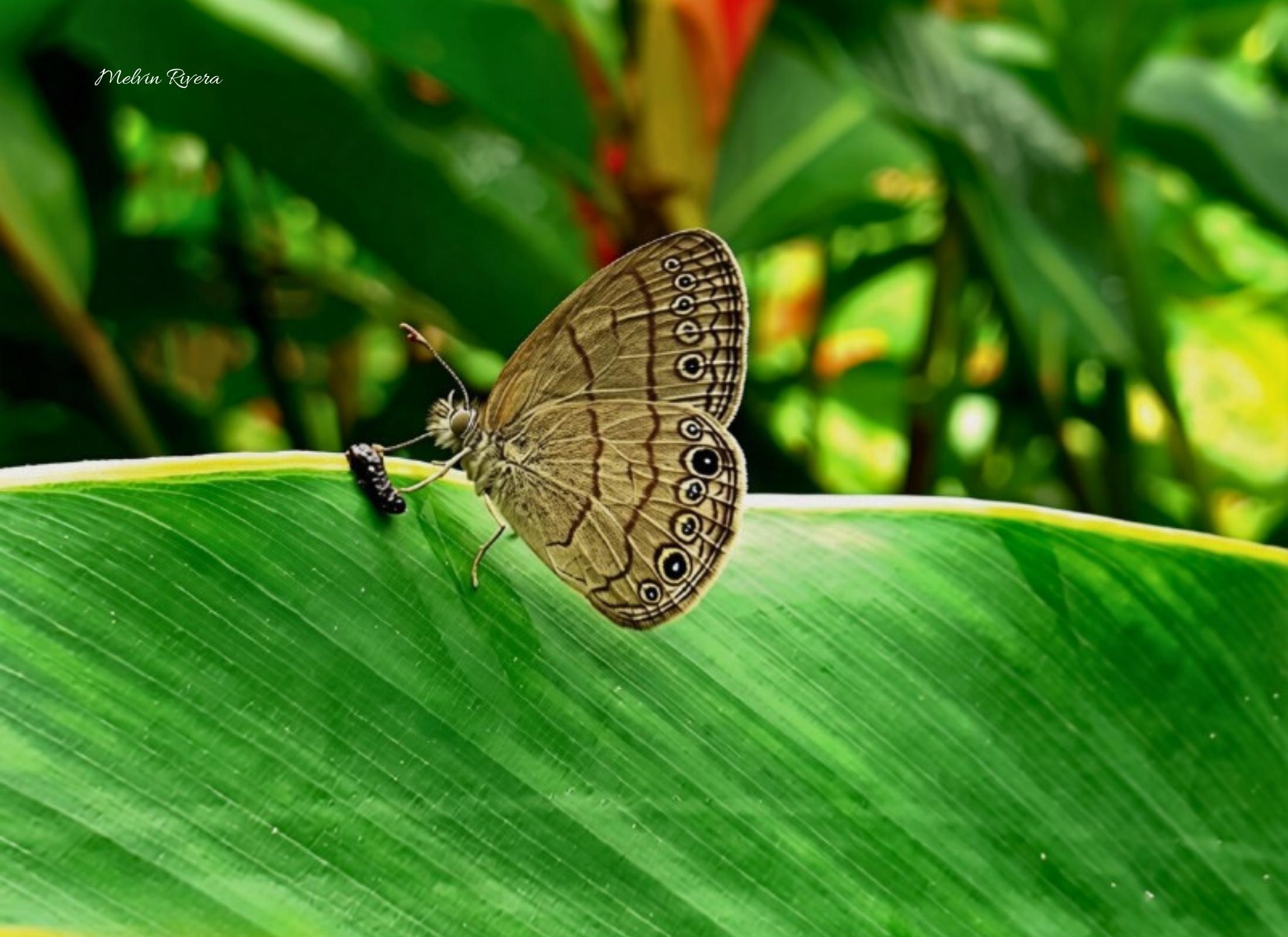 Hermeuptychia sosybius