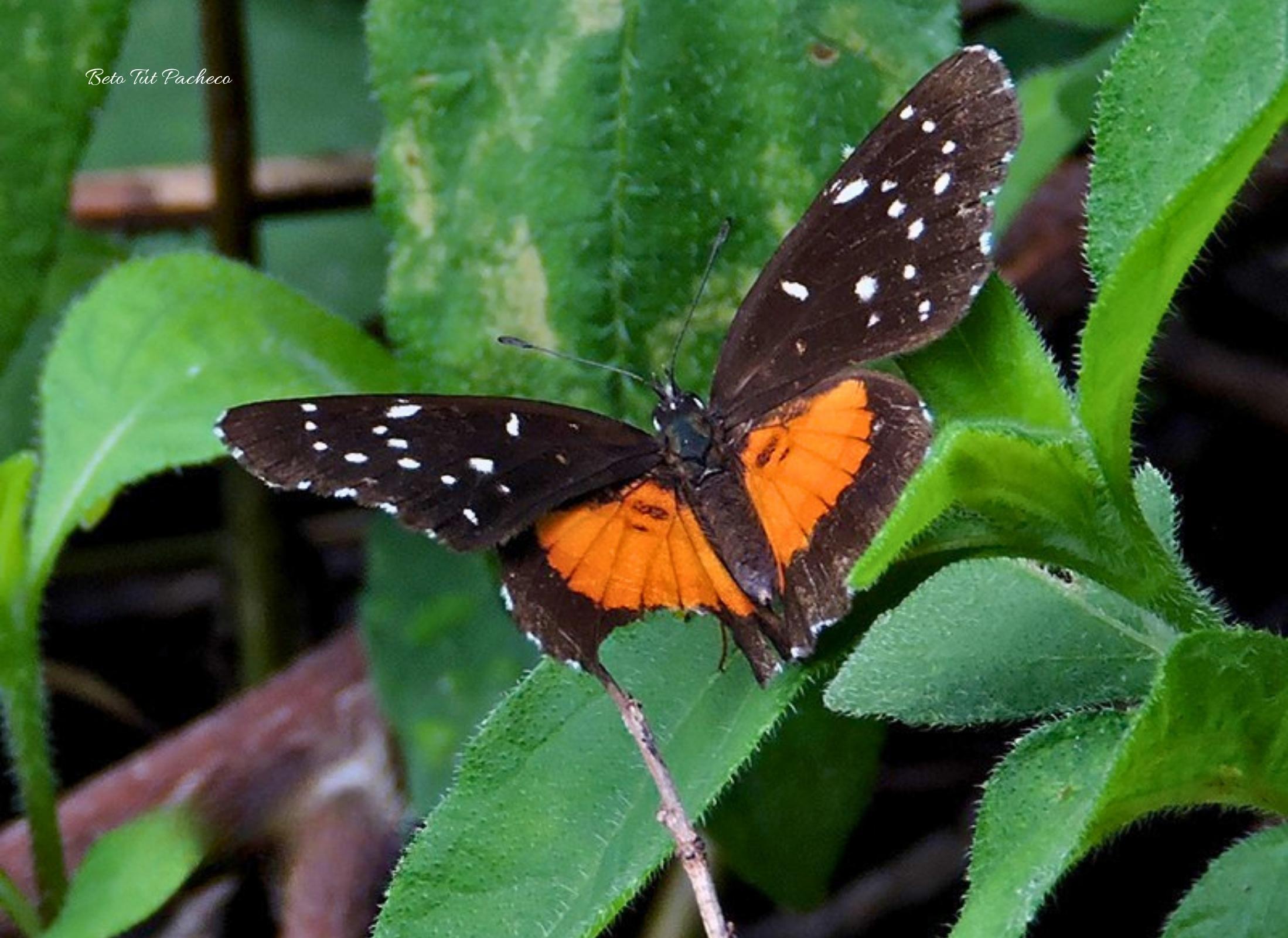 Chlosyne lacinia lacinia