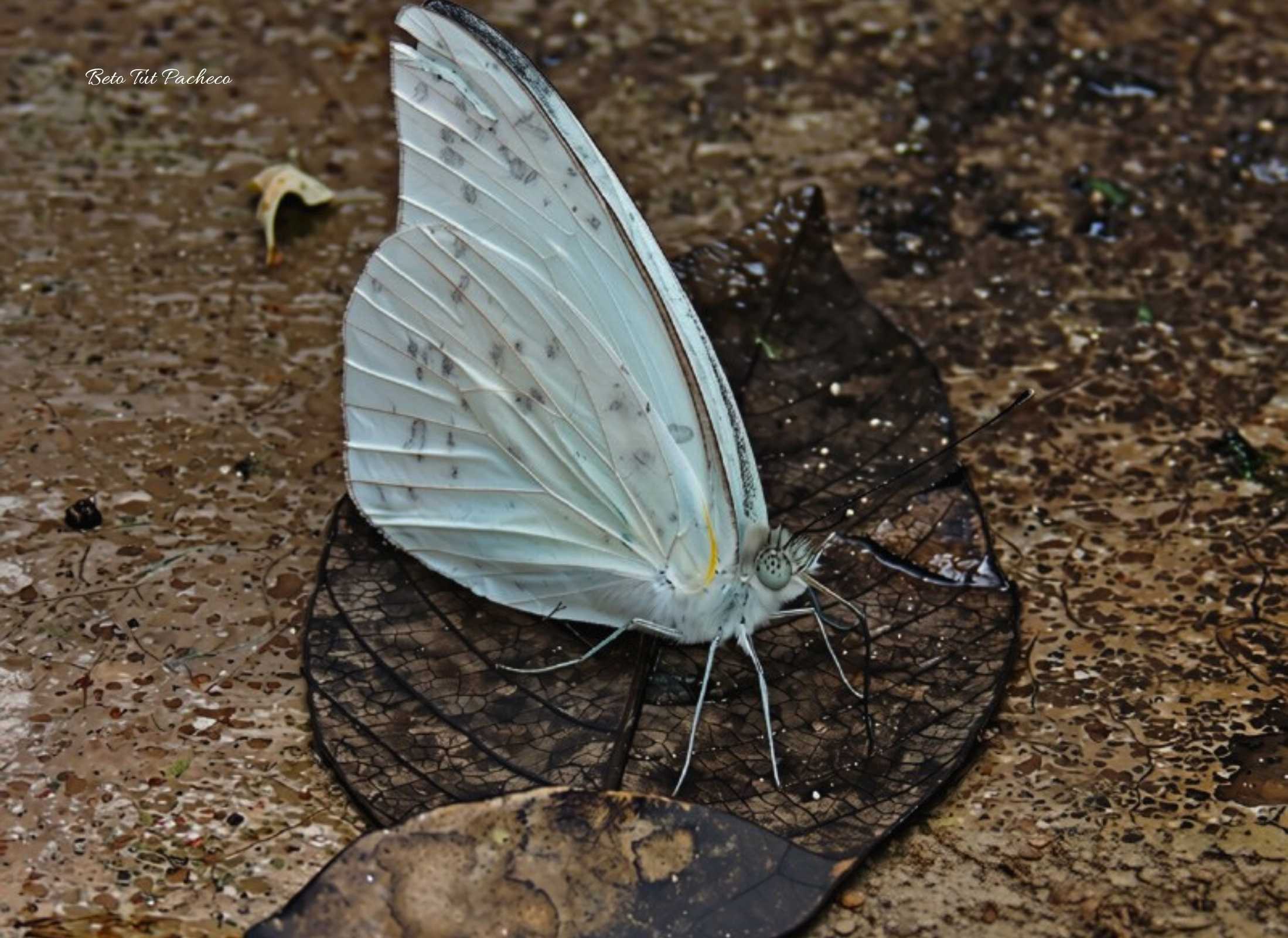 Glutophrissa drusilla