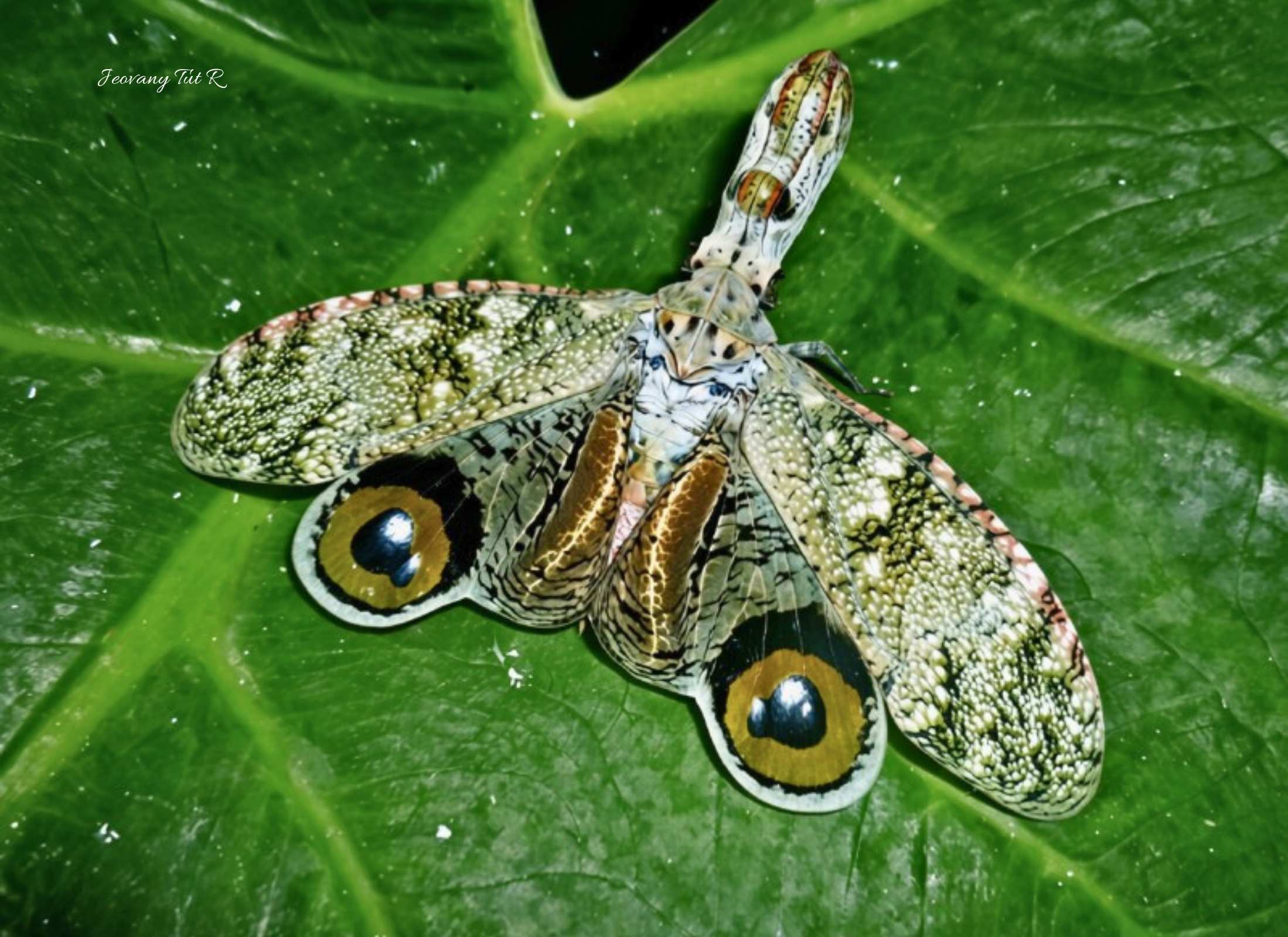 Fulgora laternaria