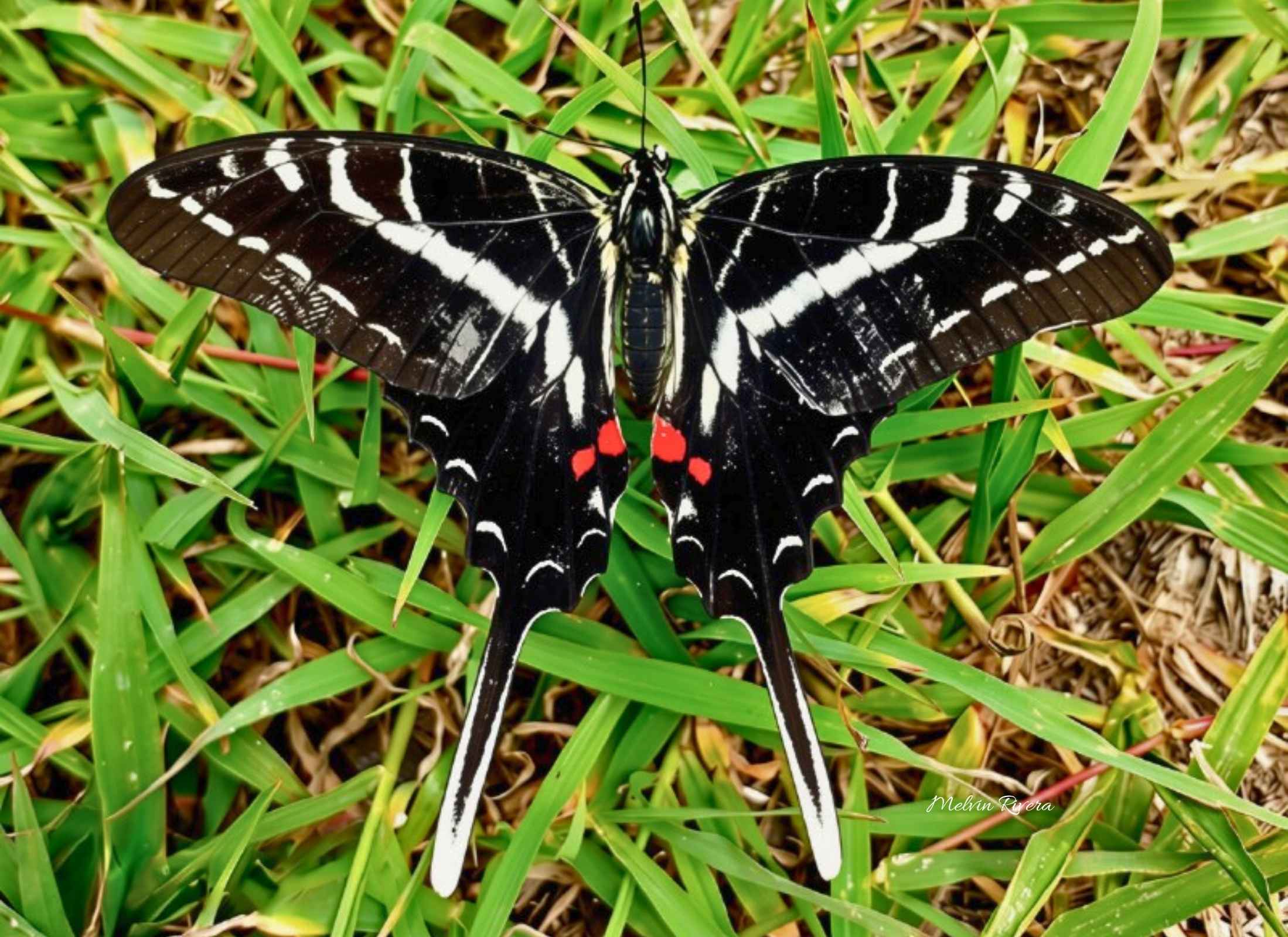 Eurytides philolaus
