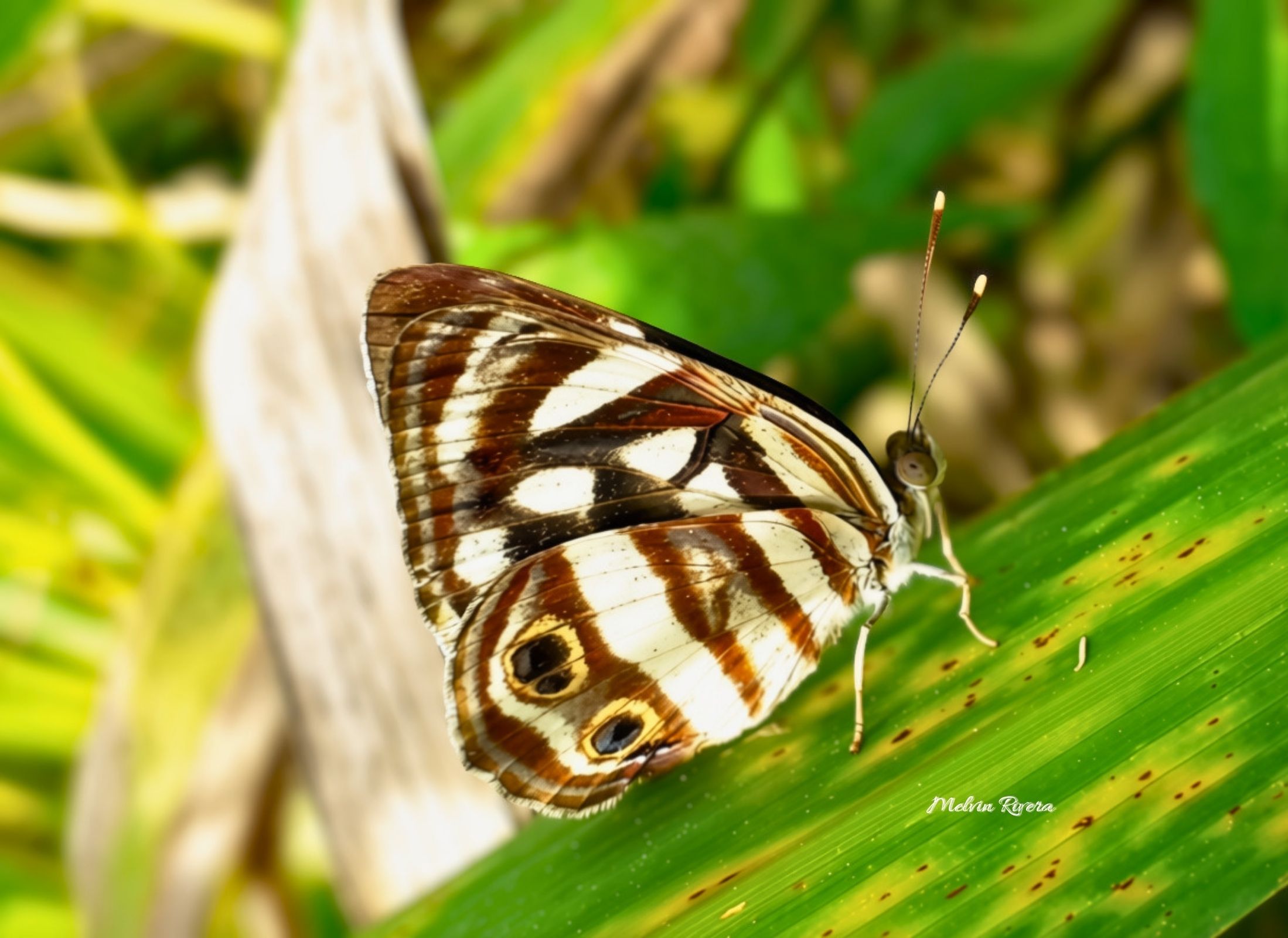 Dynamine postverta