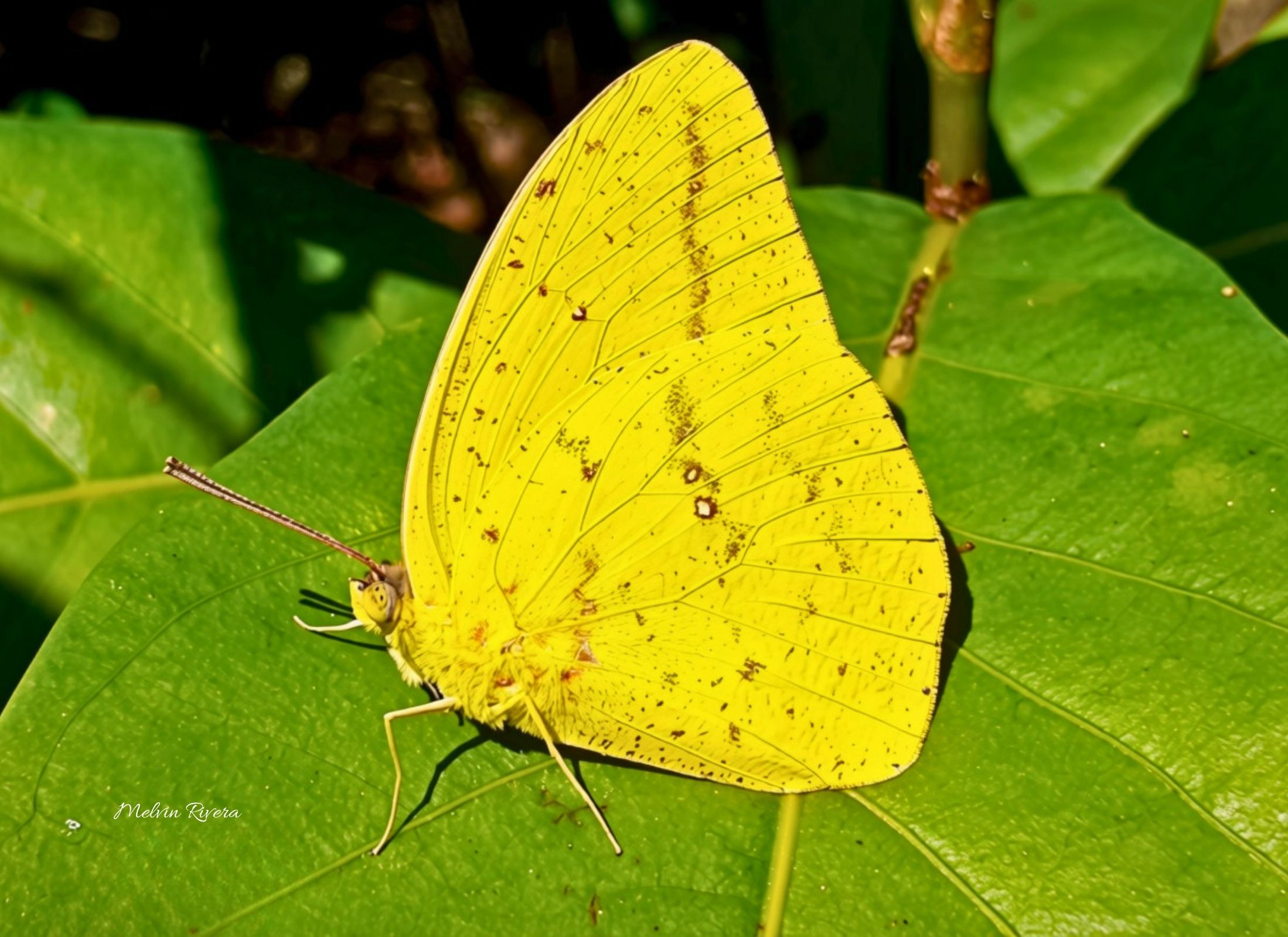 Phoebis agarithe
