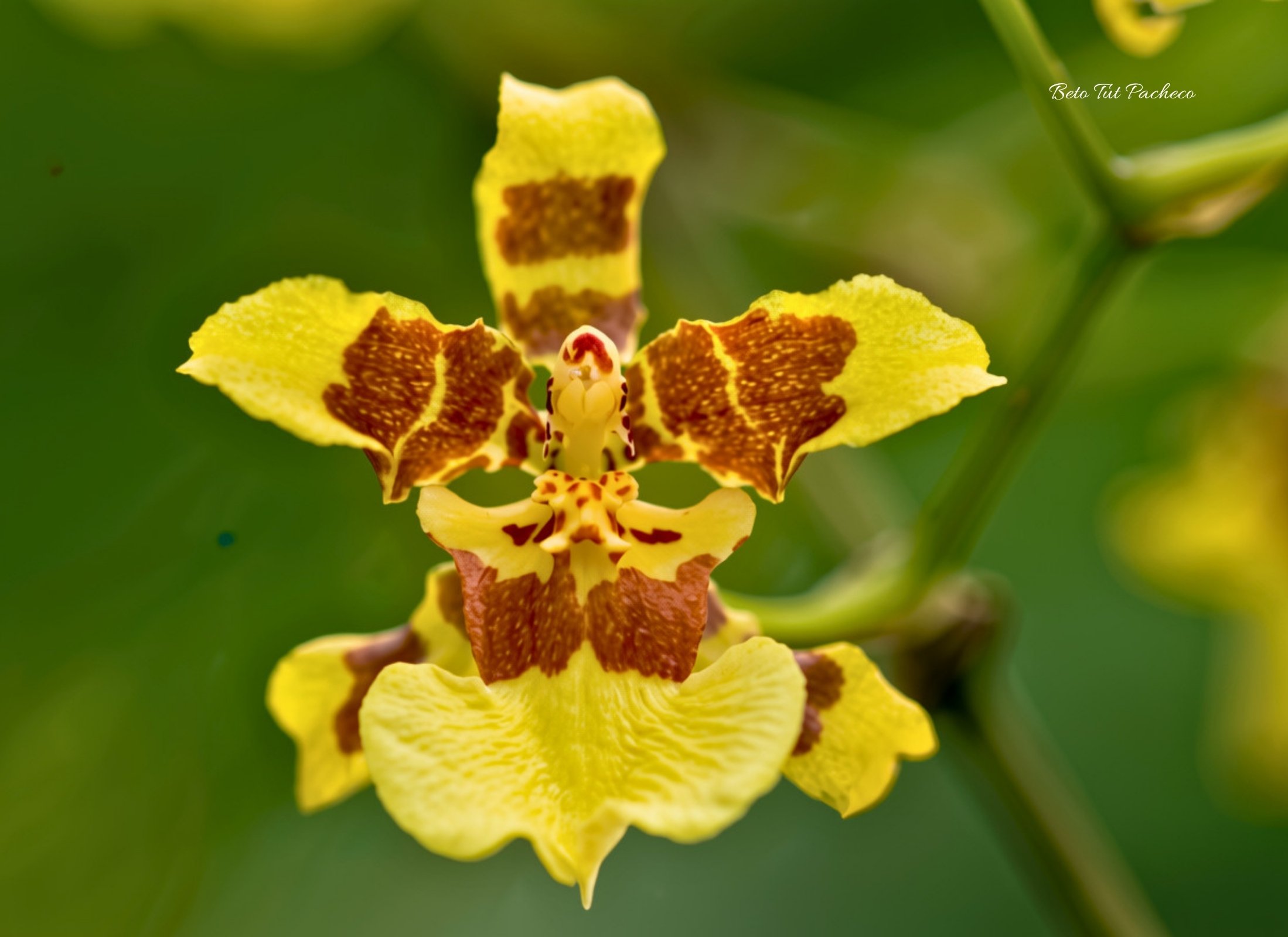 Oncidium sphacelatum