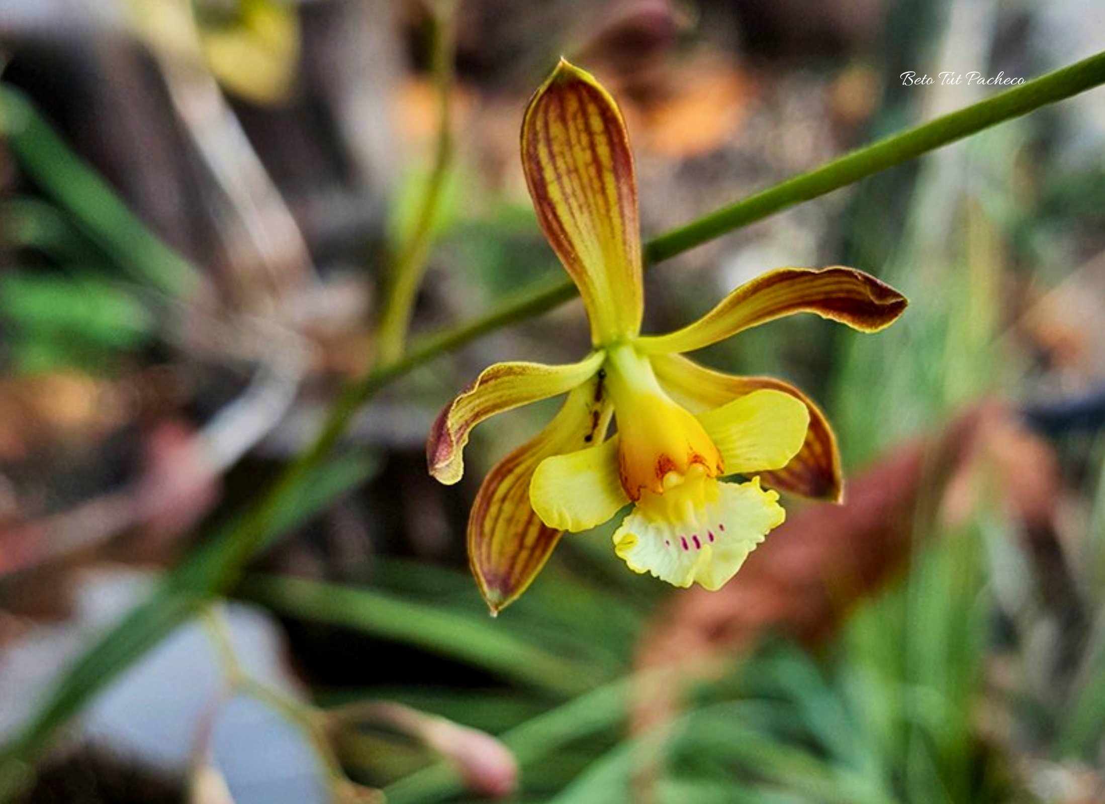 Encyclia guatemalensis