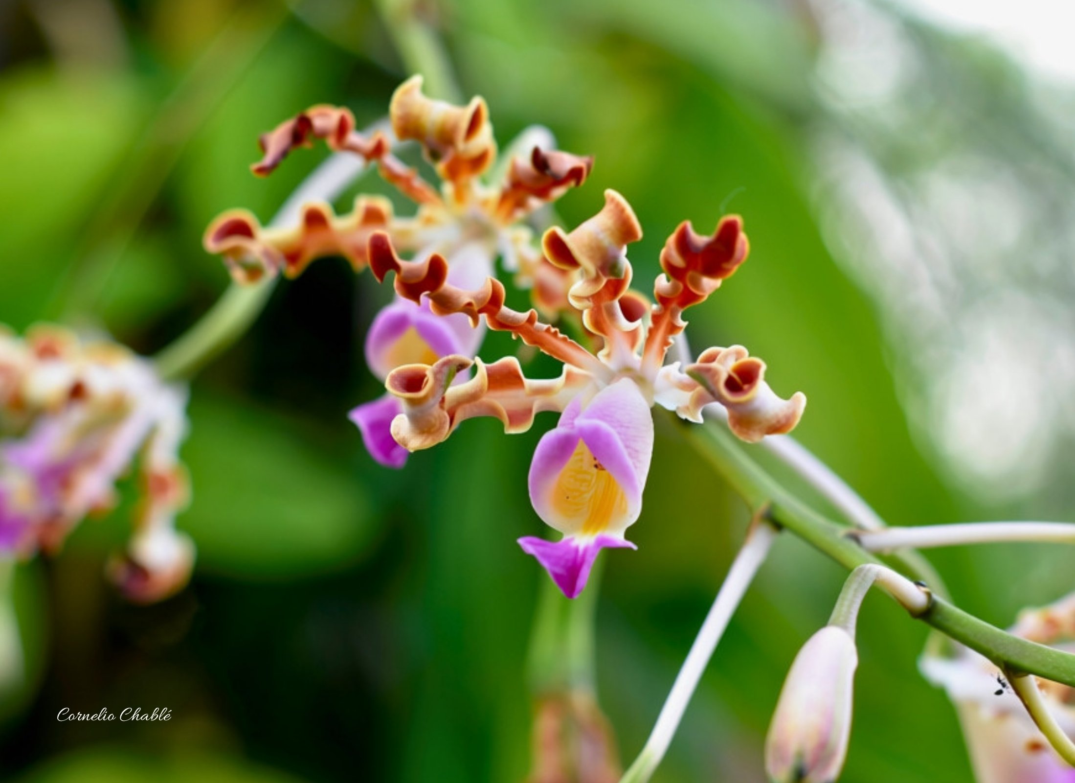 Myrmecophila tibicinis