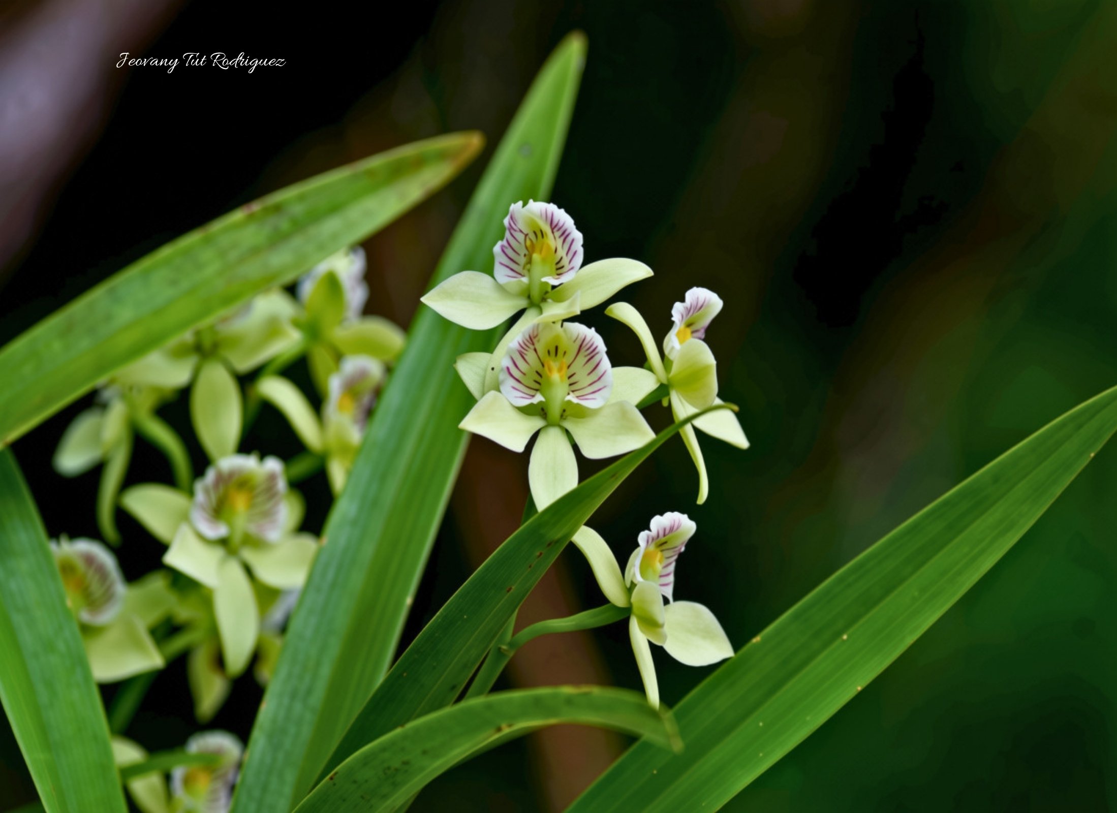 Prosthechea Radiata