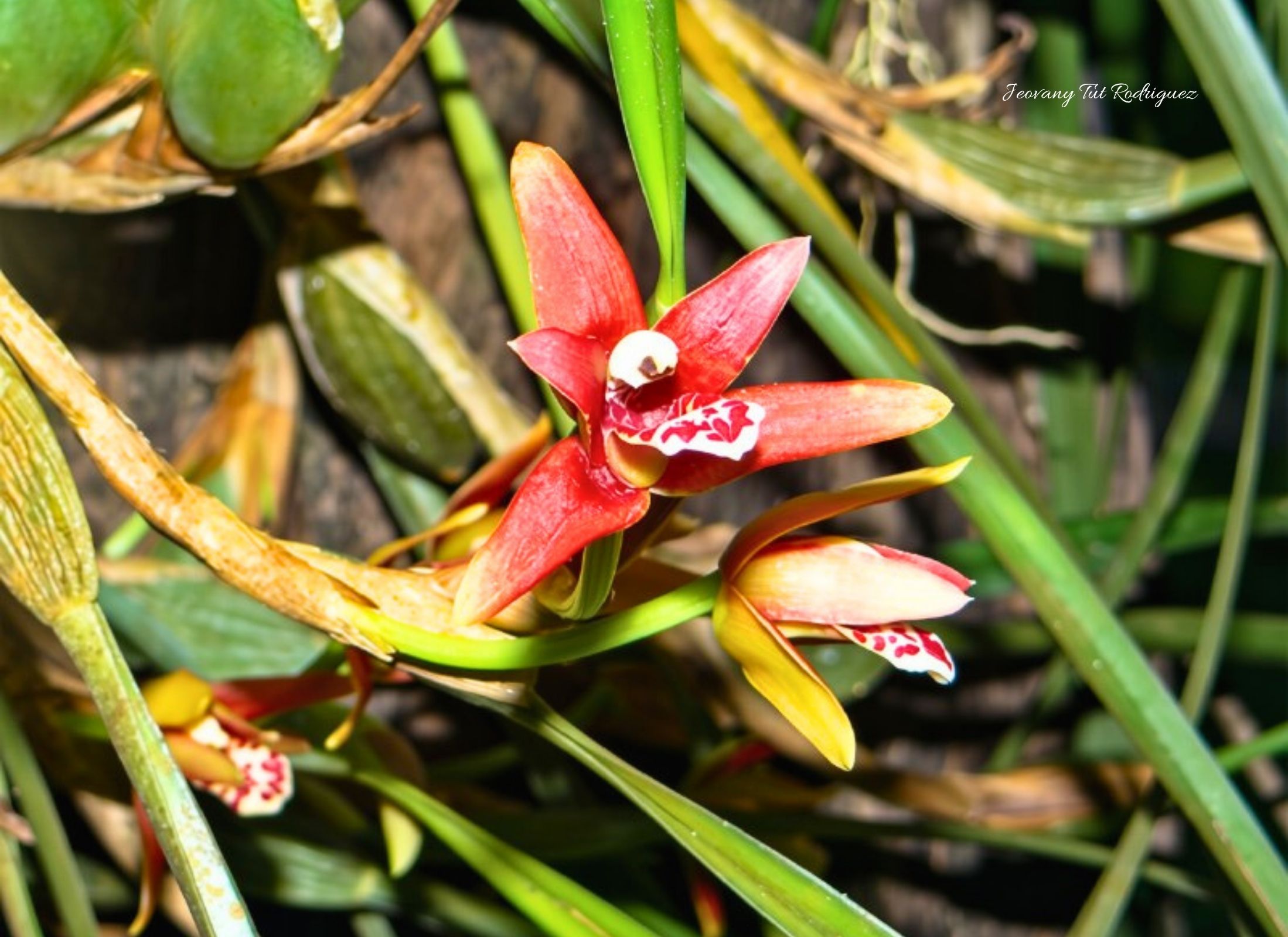Maxillaria tenuifolia