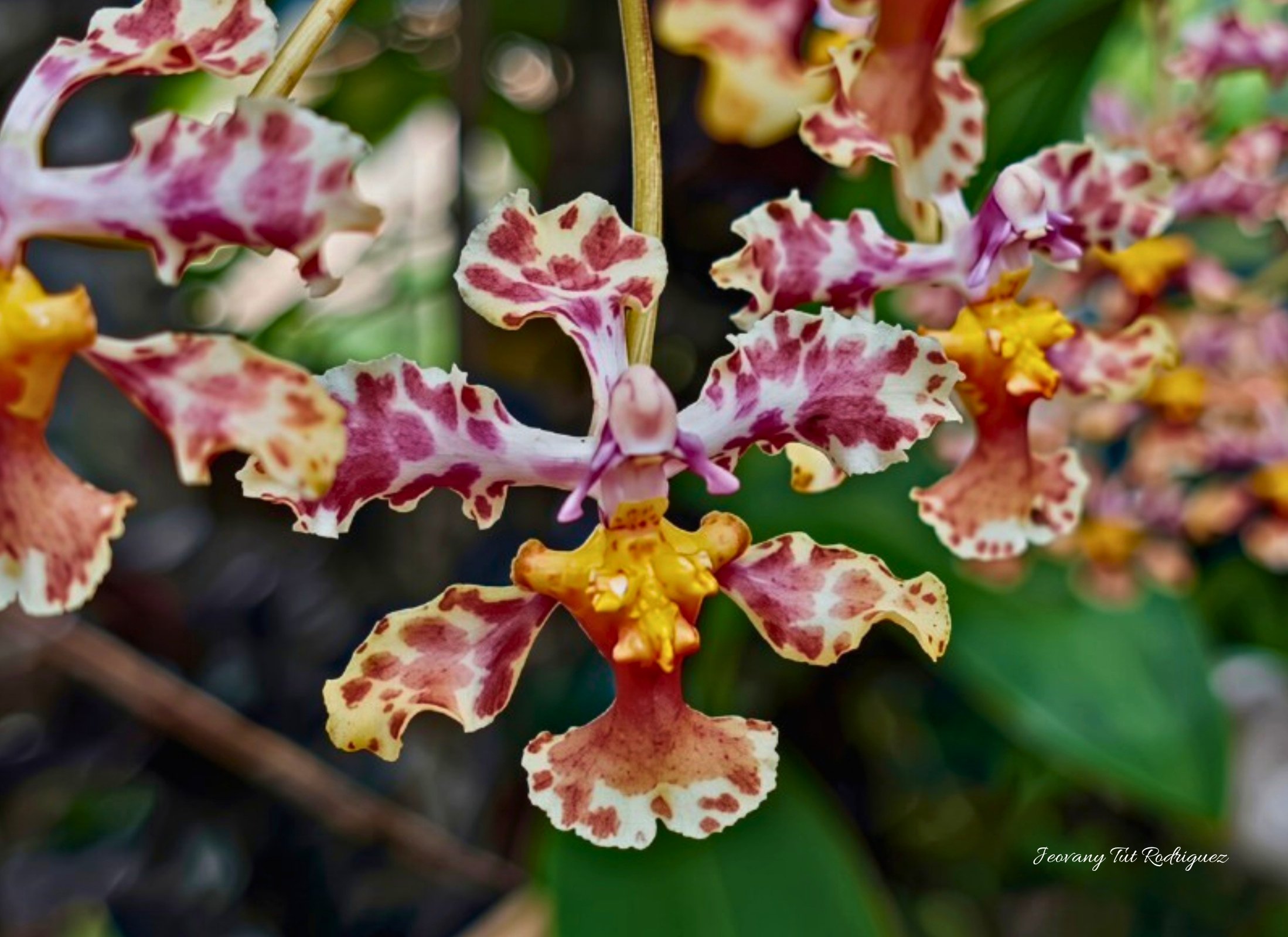 Trichocentrum luridum