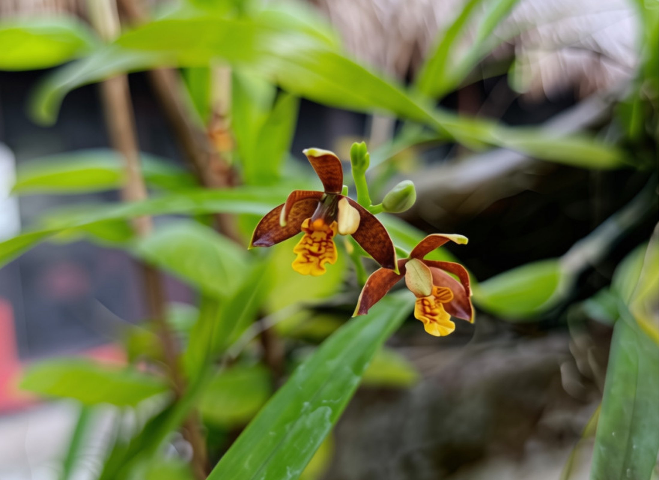Prosthechea livida