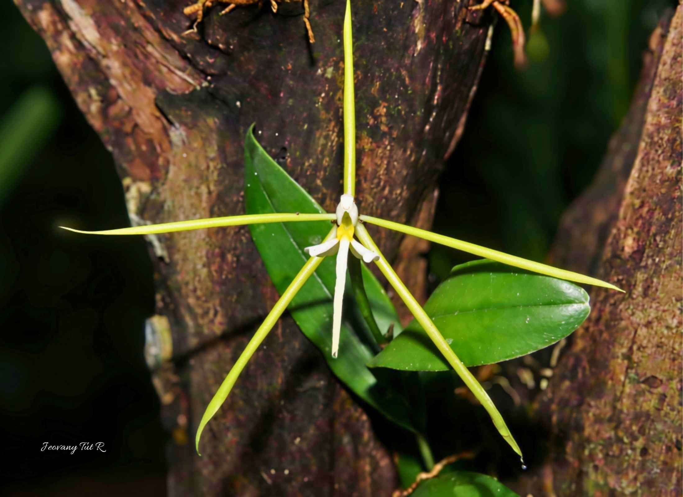 Epidendrum nocturnum