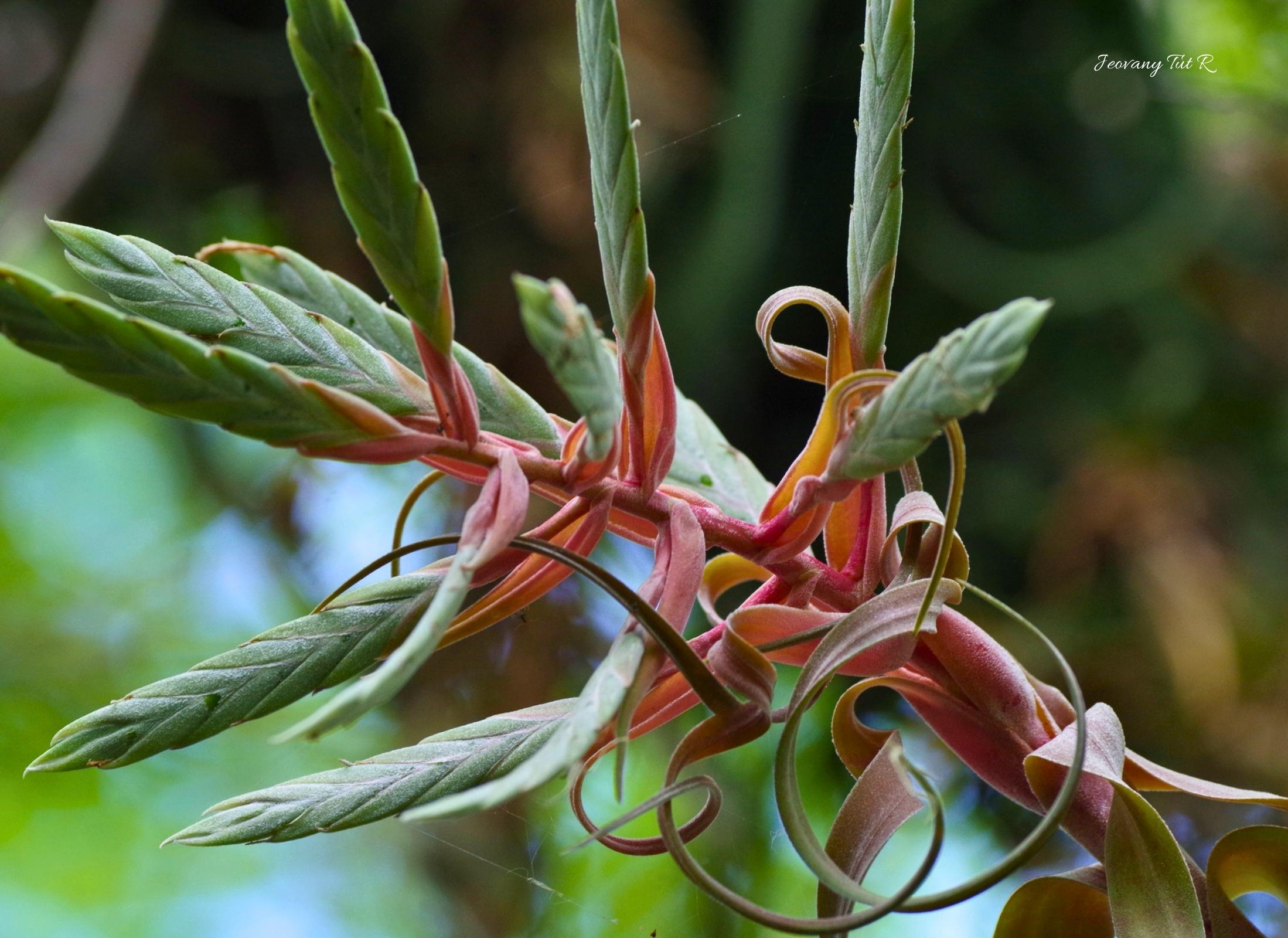 Tillandsia streptophylla