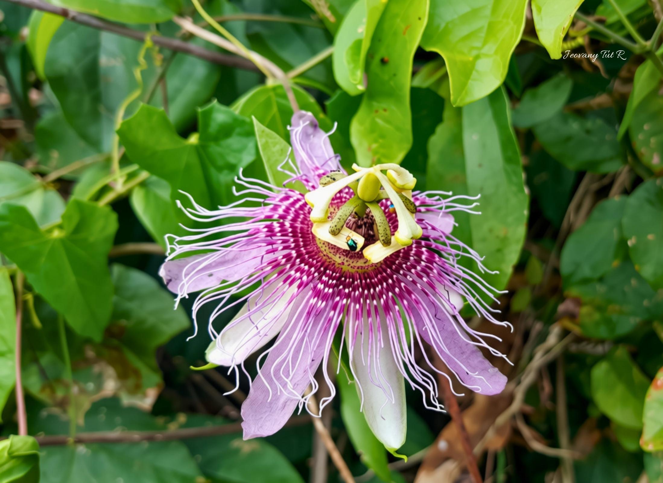 Passiflora mayarum