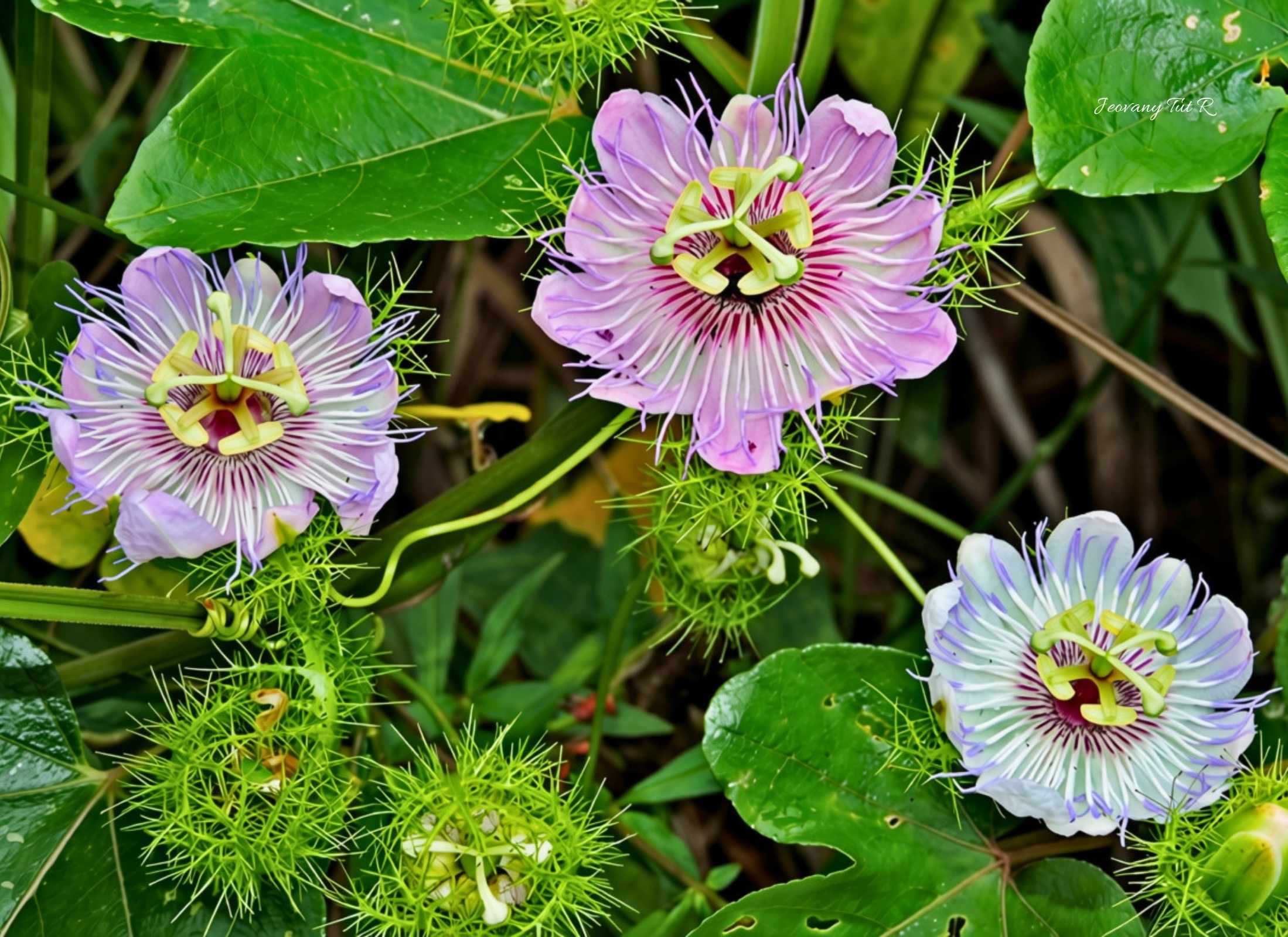 Passiflora Foetida