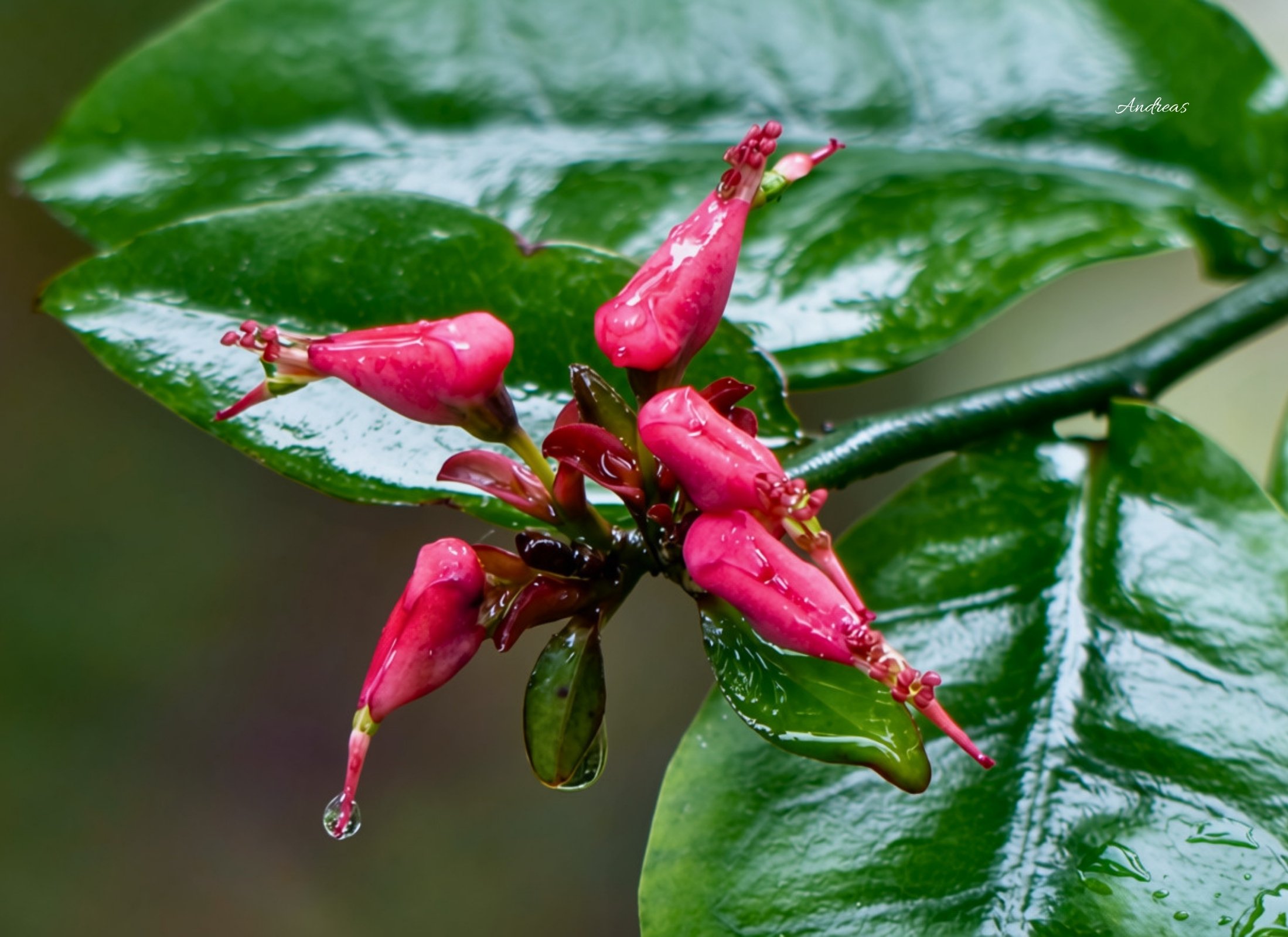 Euphorbia tithymaloides