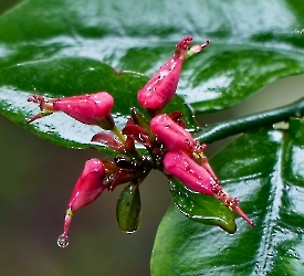 Euphorbia tithymaloides