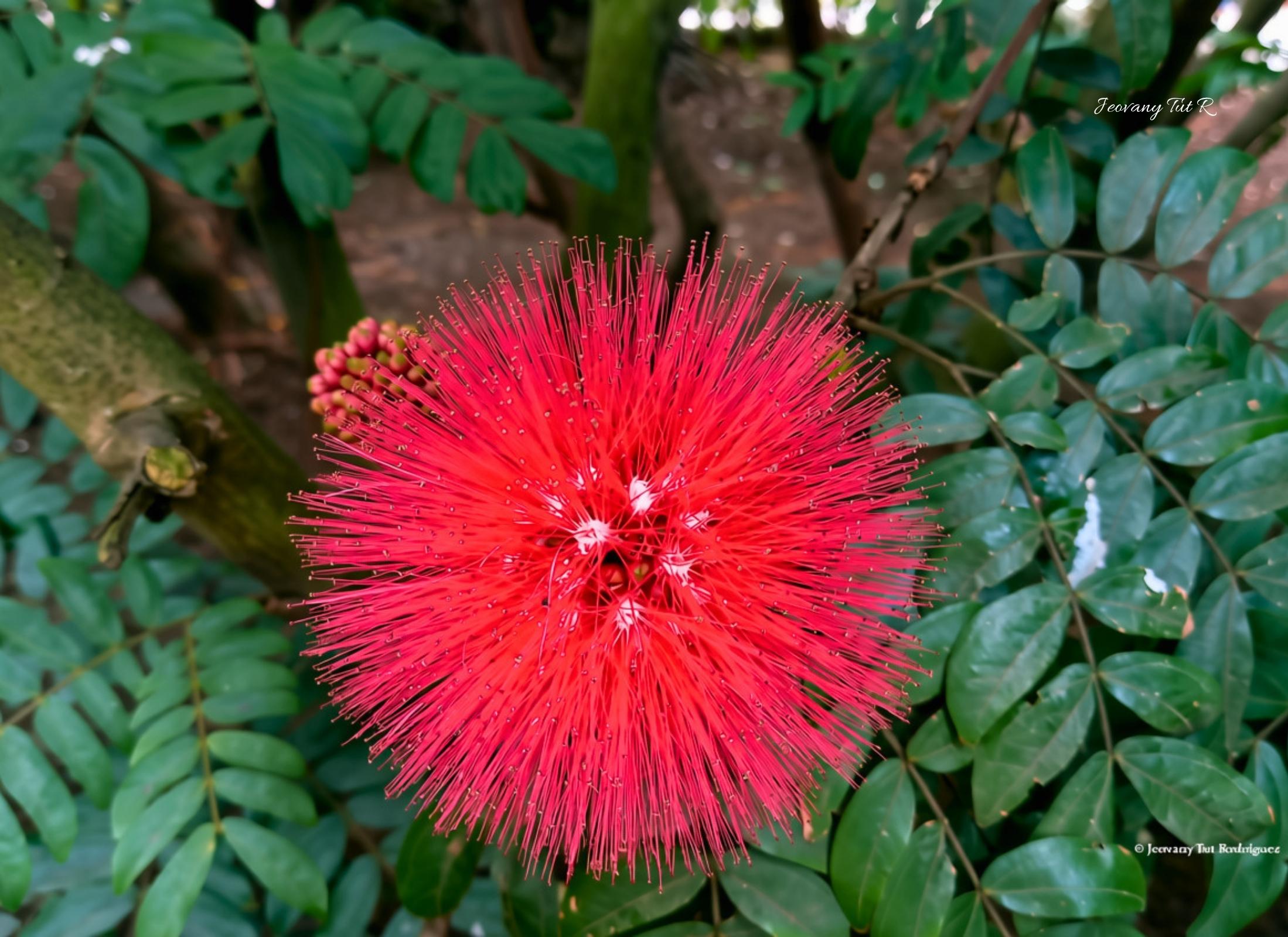 Calliandra trinervia