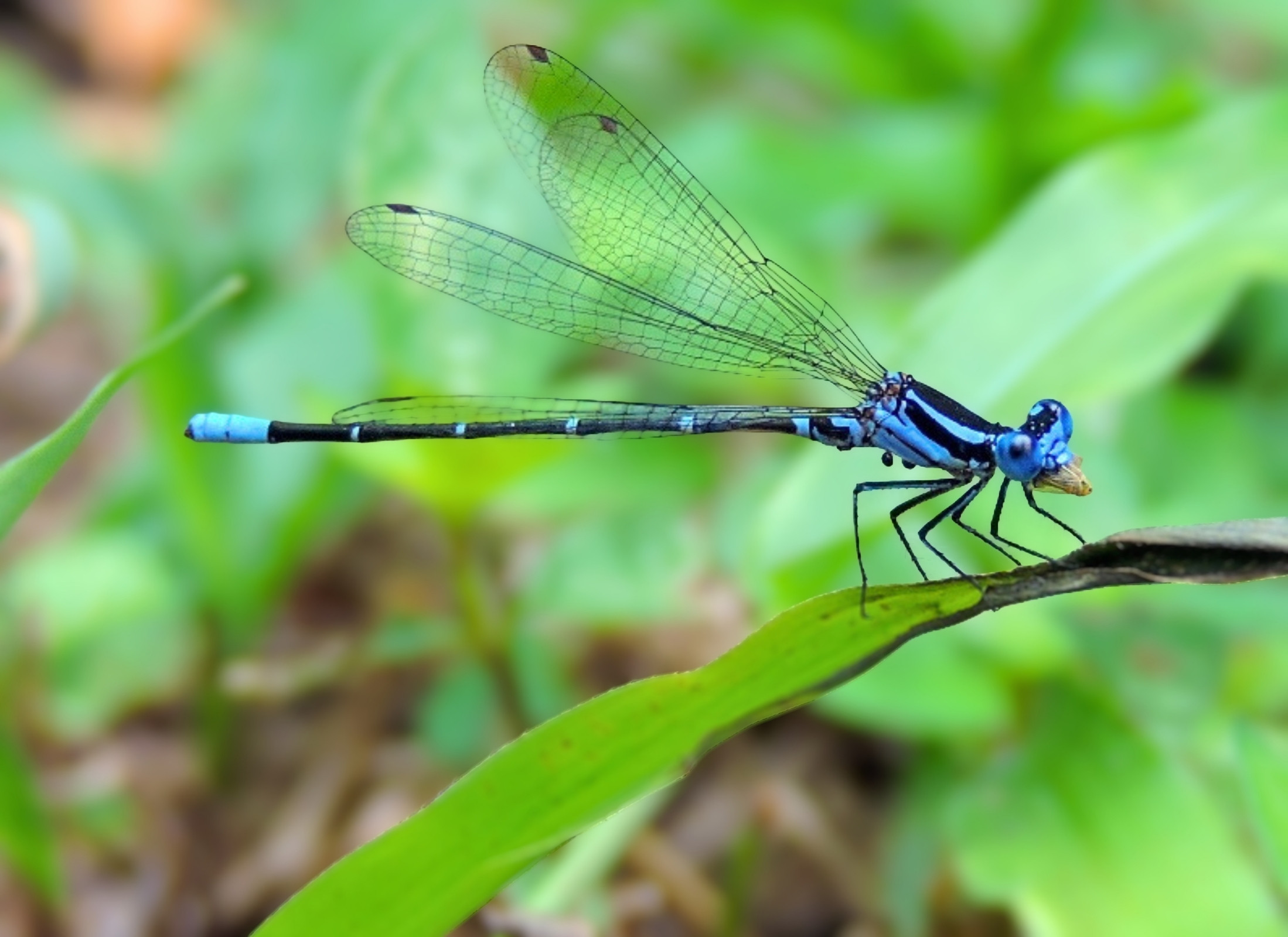 Argia gaumeri