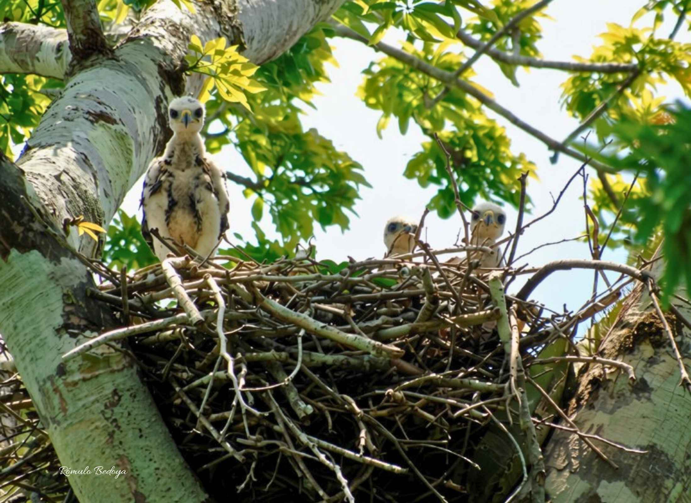 Gray Hawk-bebes