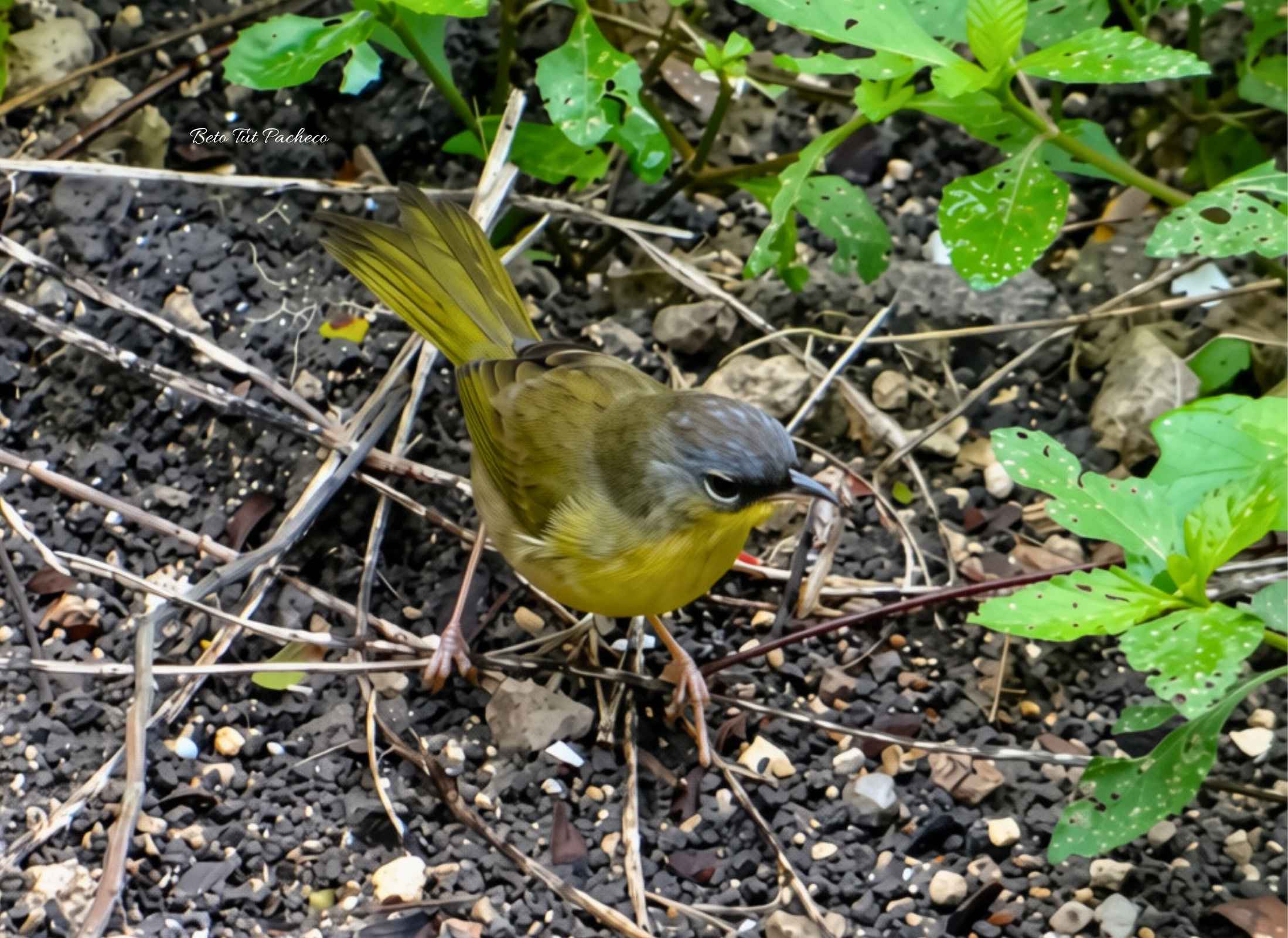 Gray crowned Yellowthroat