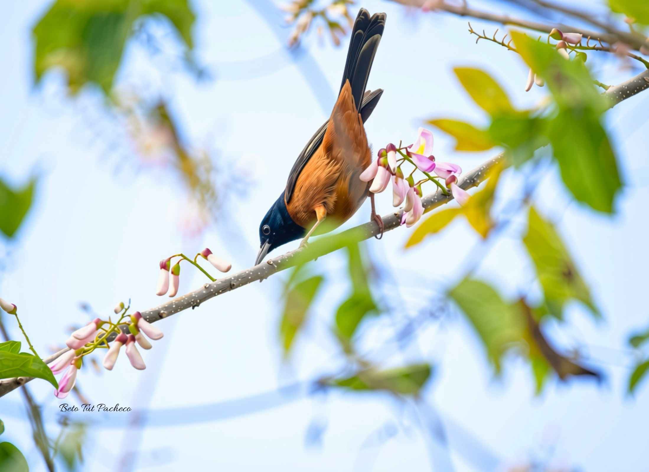 Orchard Oriole
