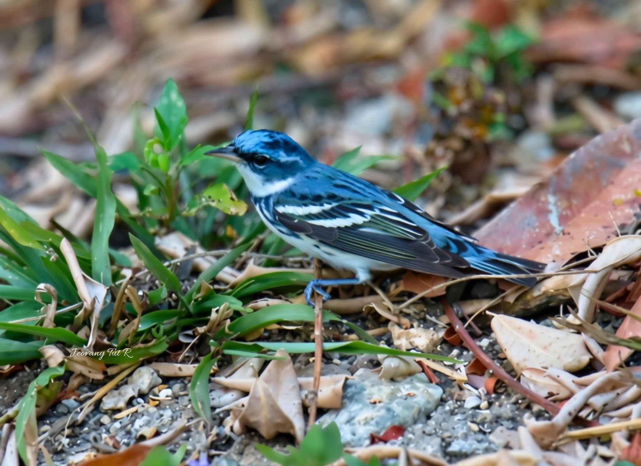Cerulean Warbler
