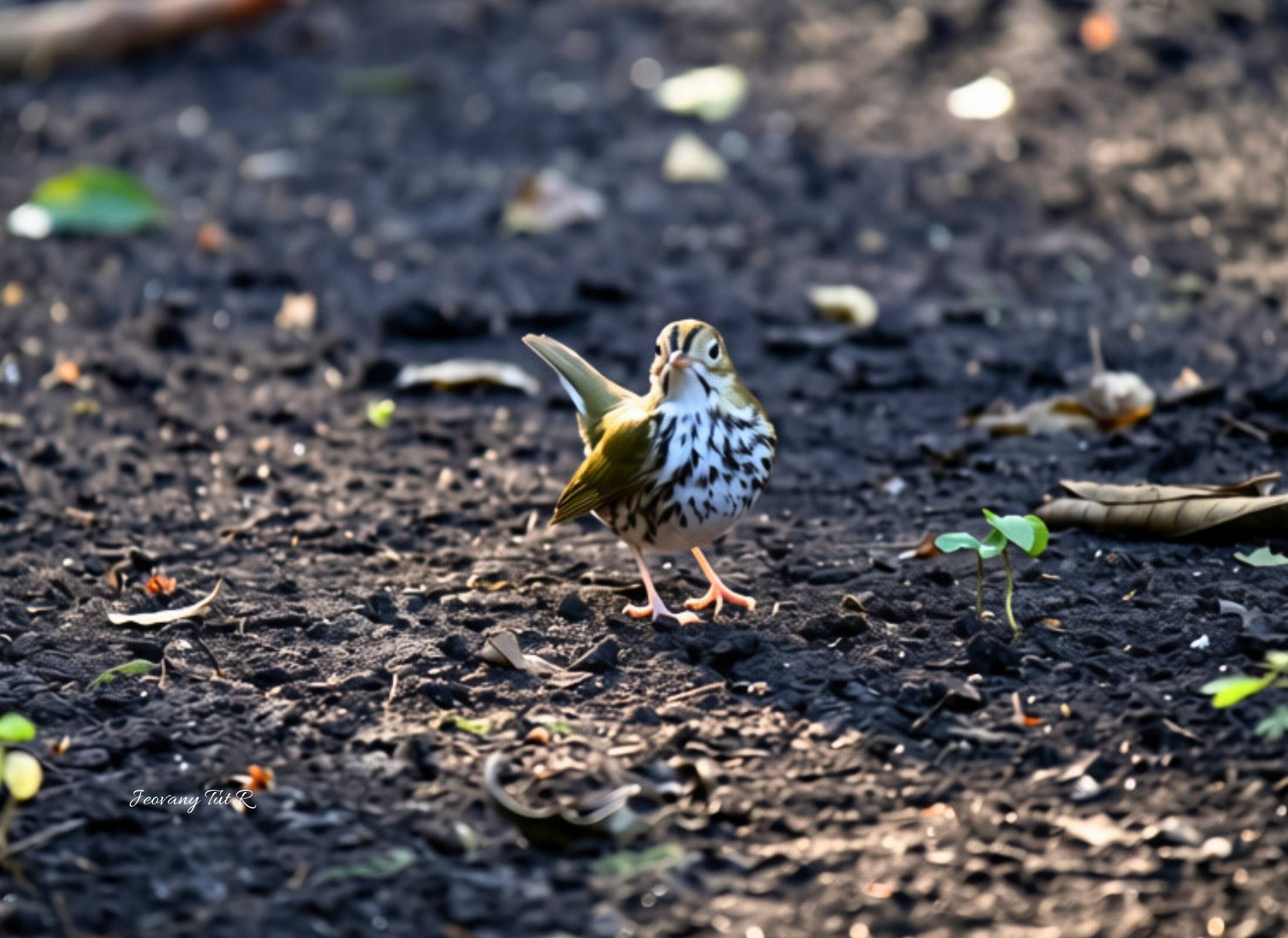 Ovenbird