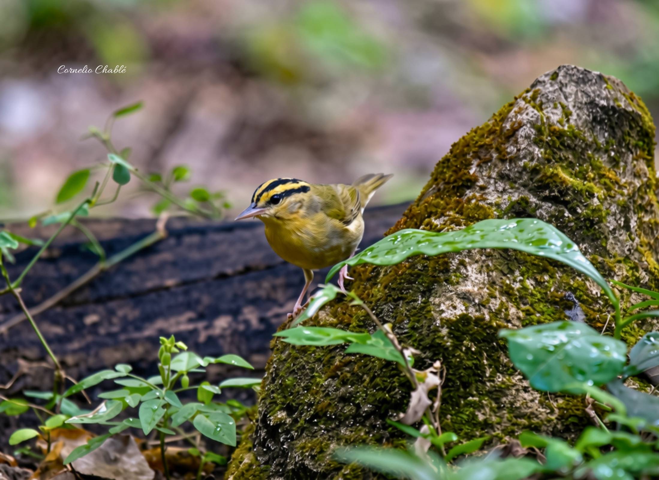 Worm-eating Warbler