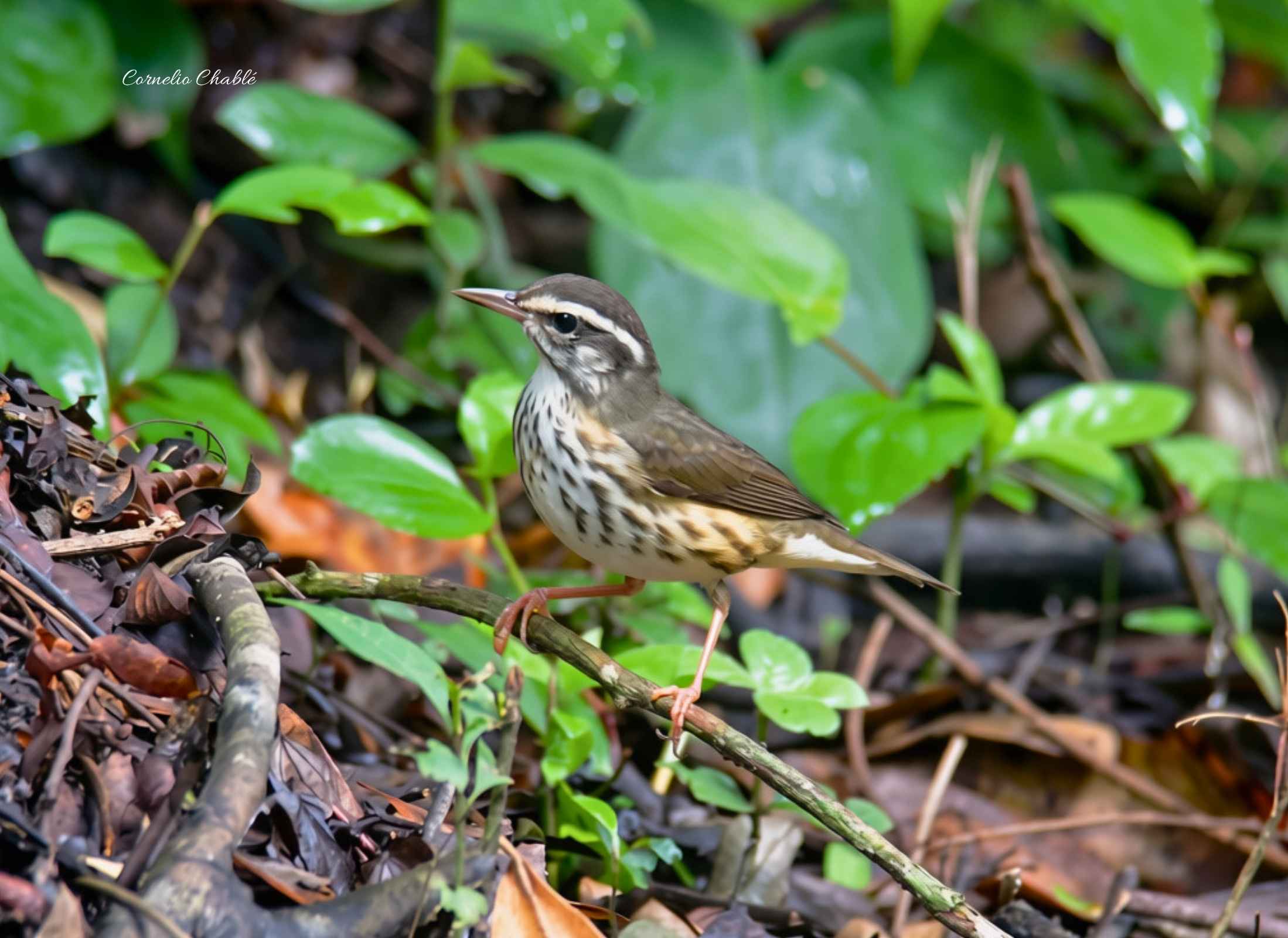 Louisiana Waterthrush