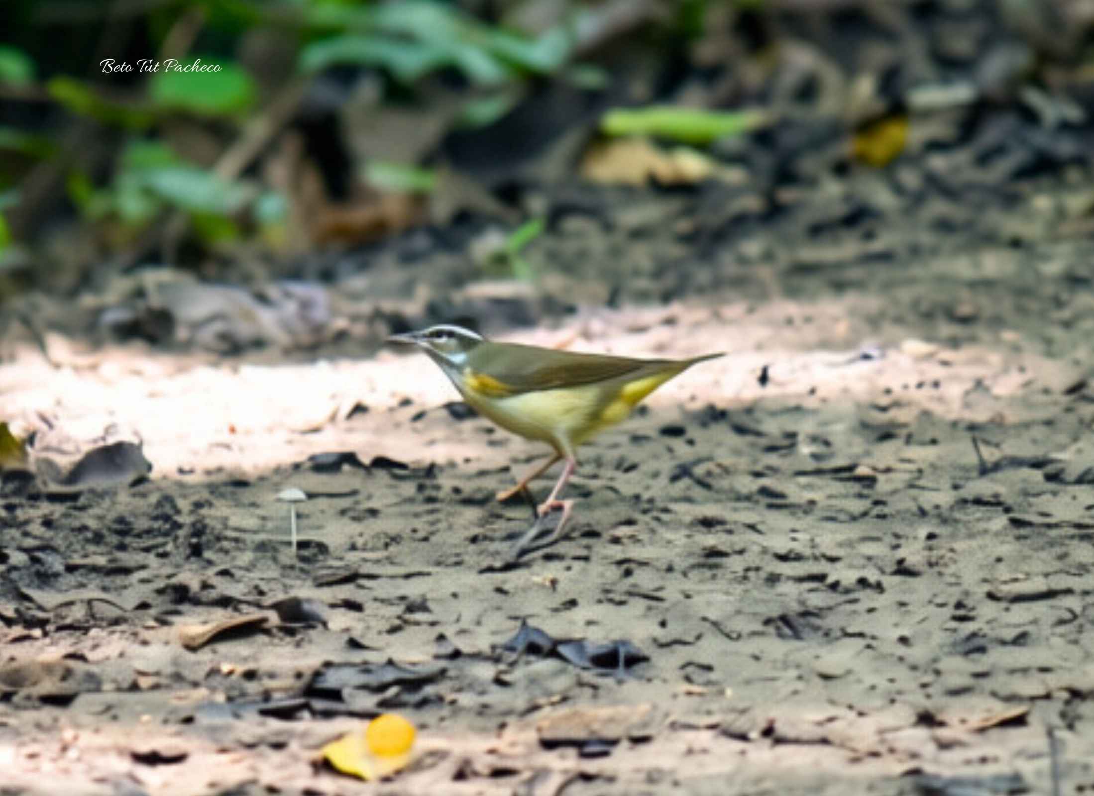 Northern Waterthrush