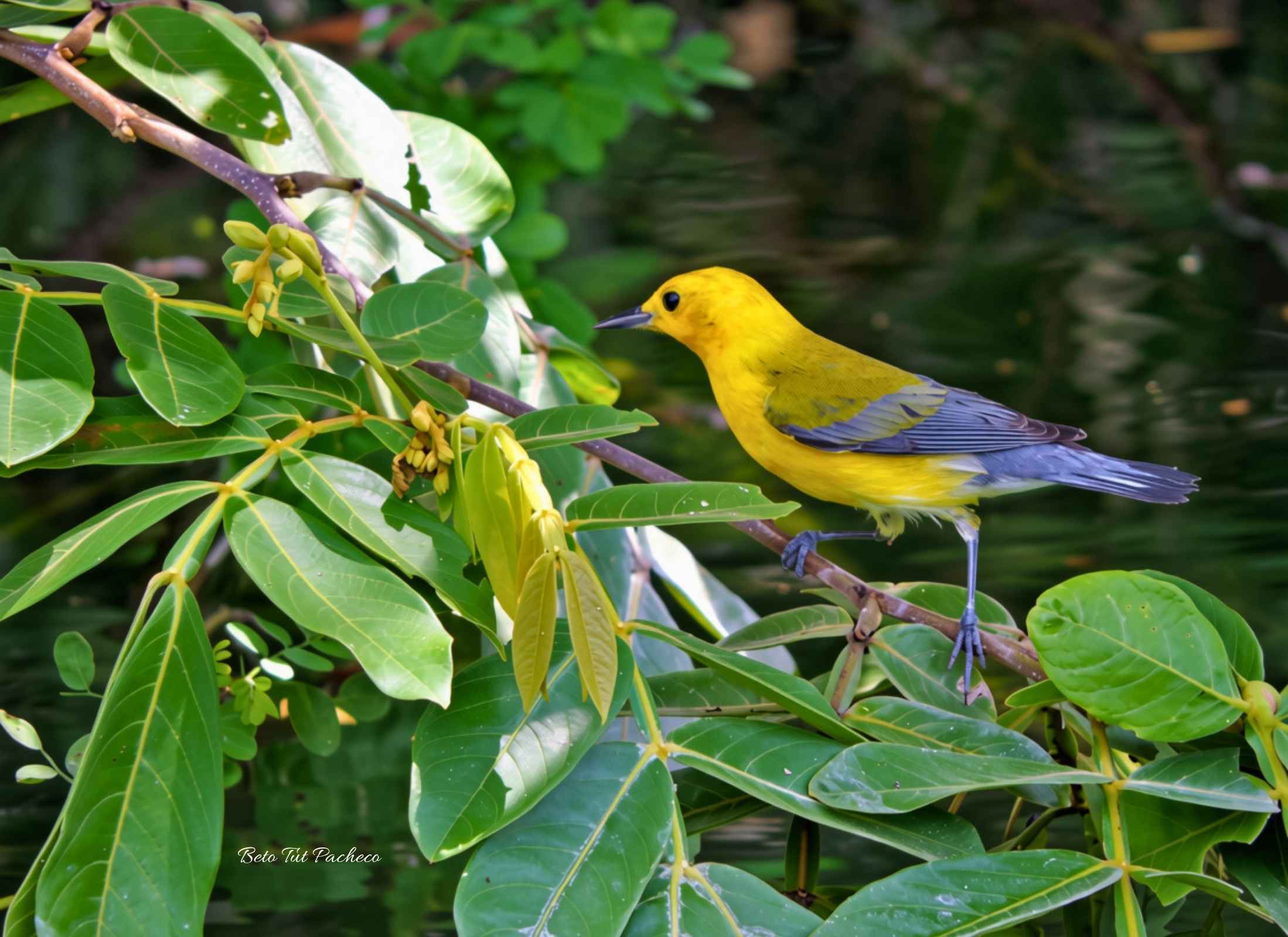 Prothonotary Warbler