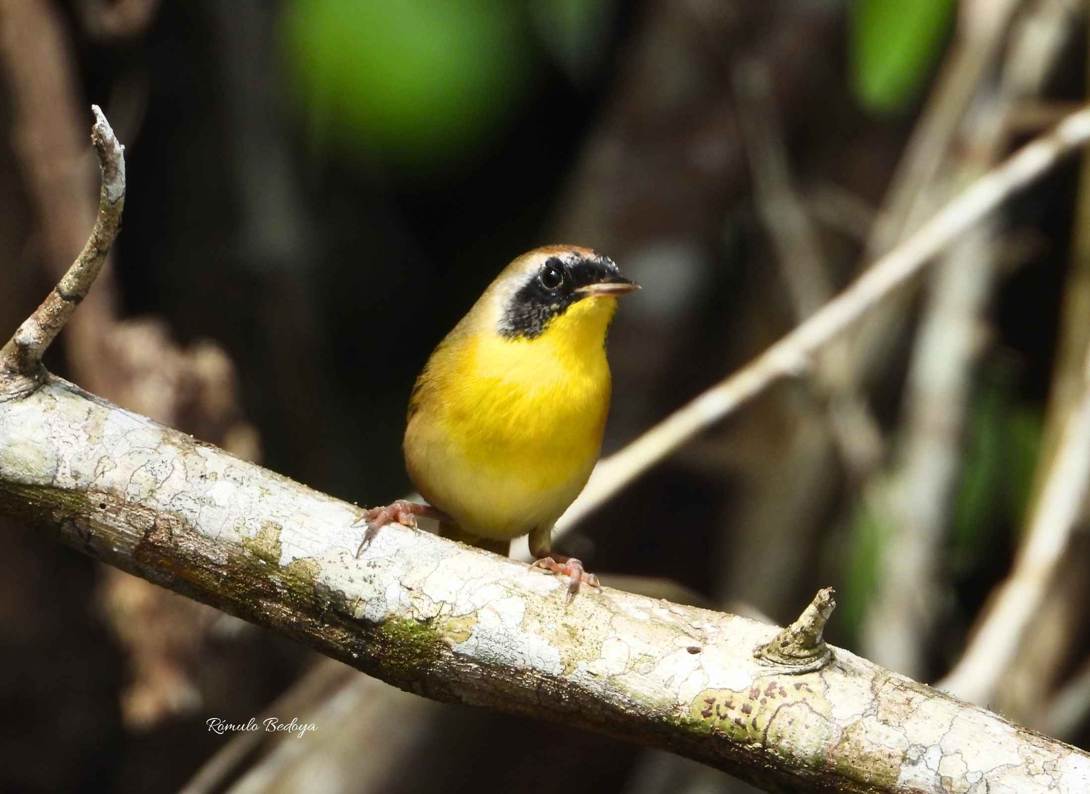 Common Yellowthroat