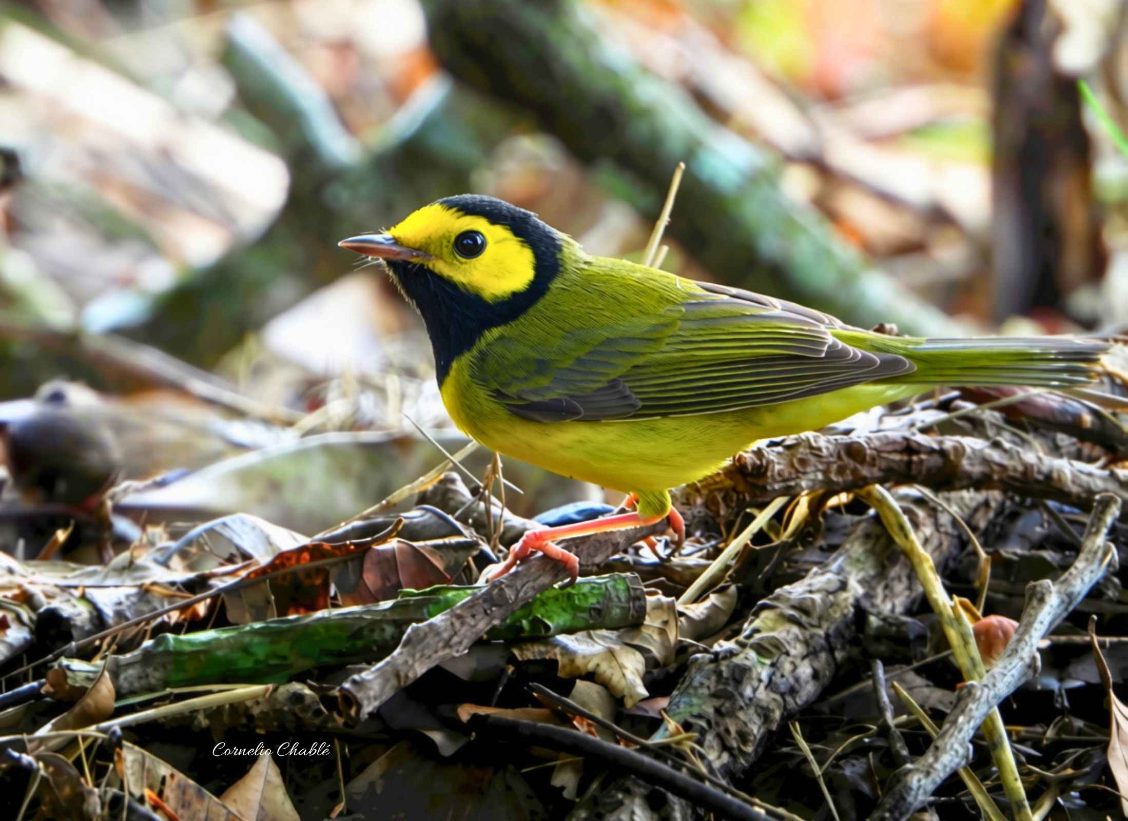 Hooded Warbler