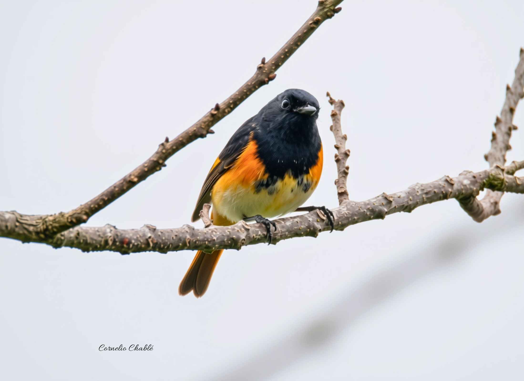 American Redstart