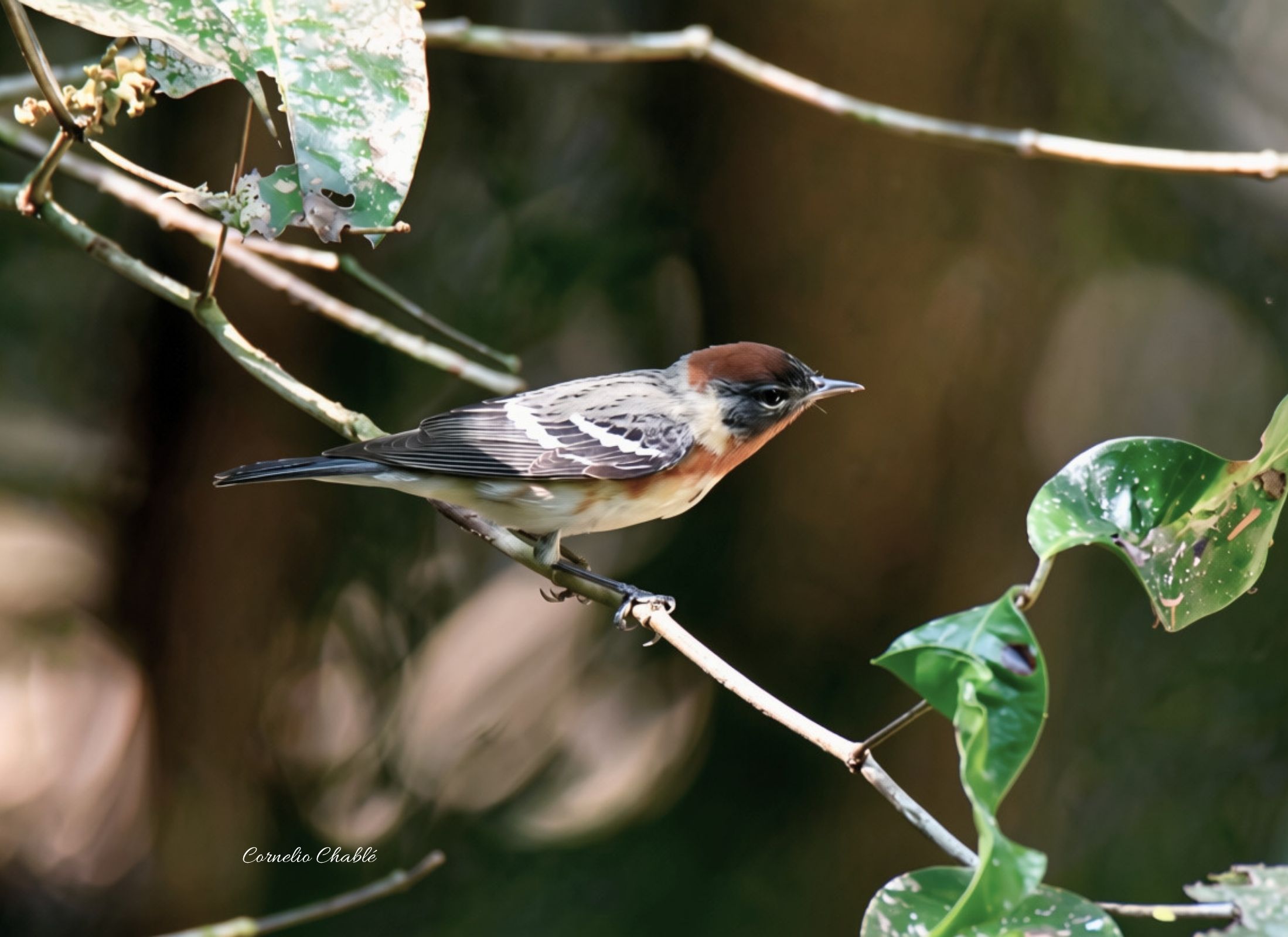 Bay-breasted Warbler