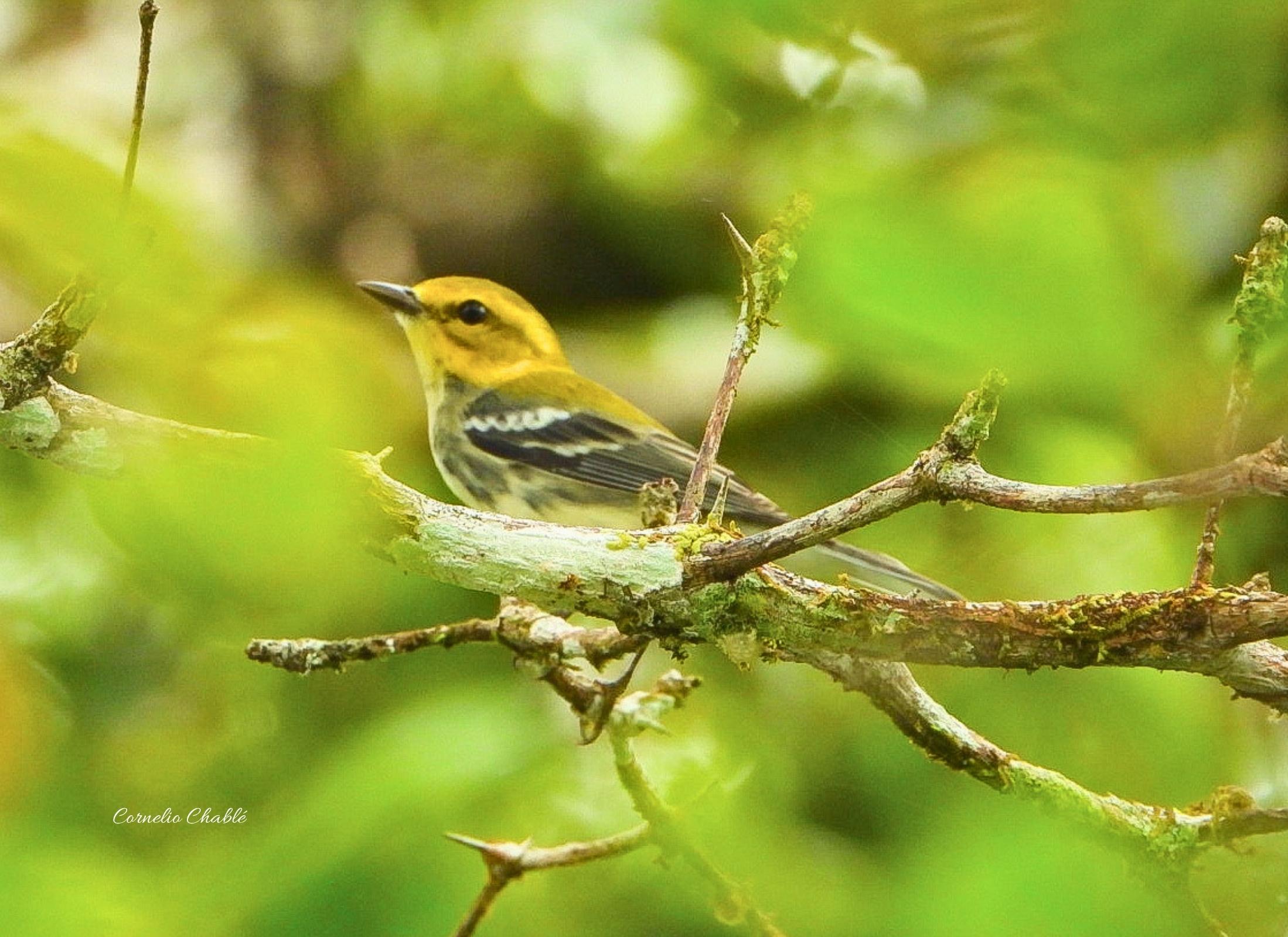Northern Yellow Warbler