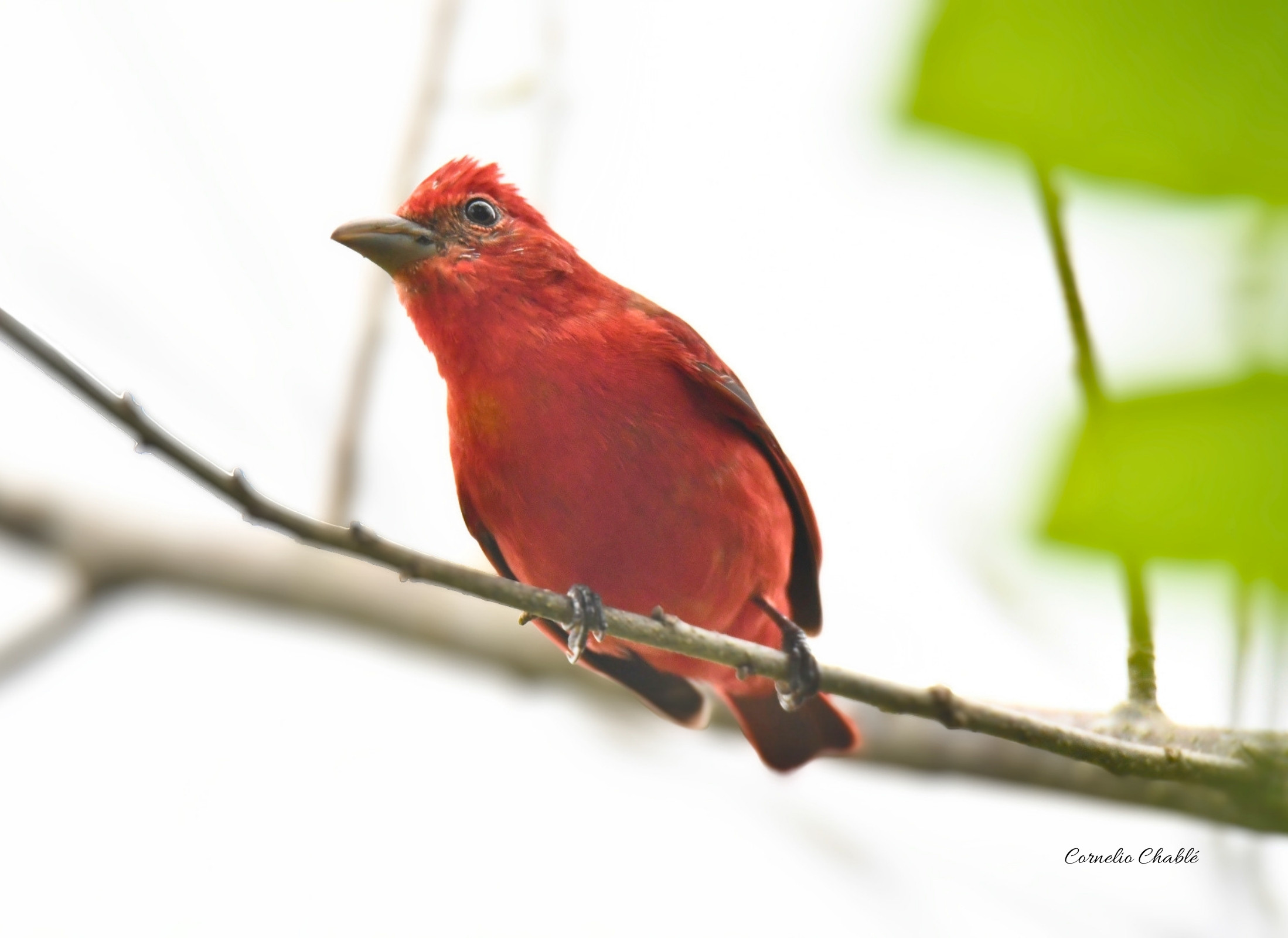 Summer Tanager