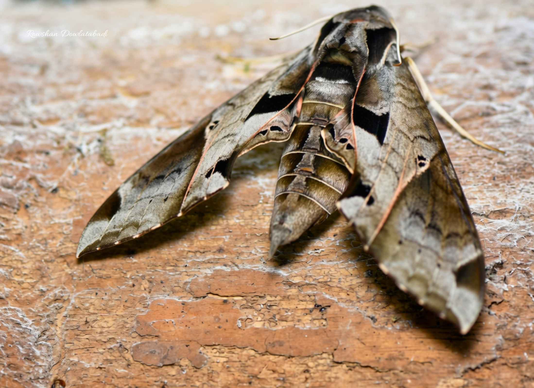 Eumorpha satellitia