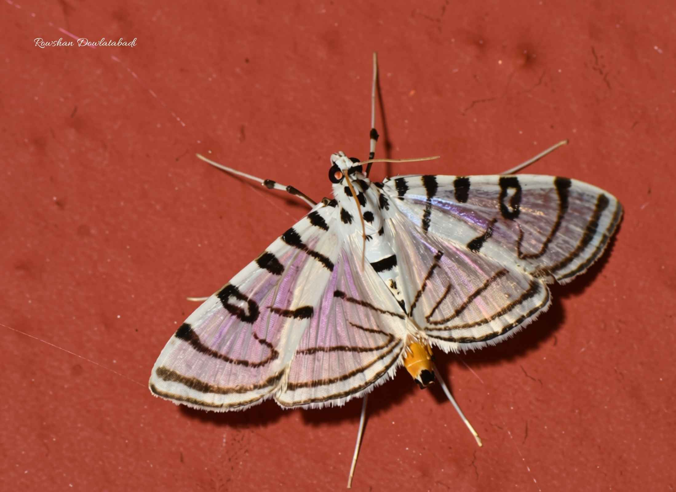 Conchylodes ovulalis