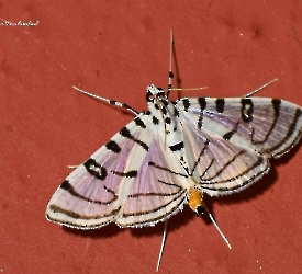 Conchylodes ovulalis