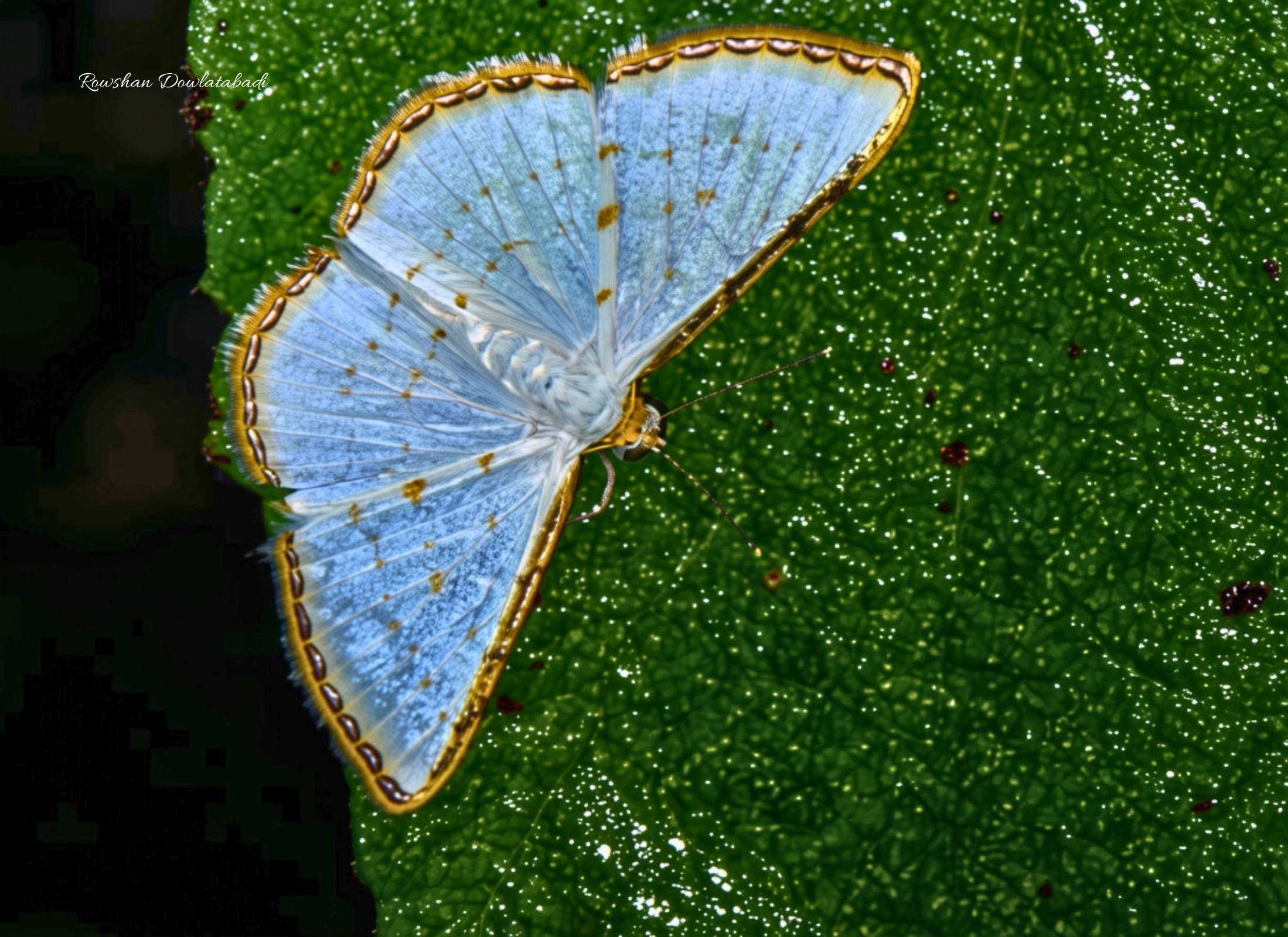 Leuciris fimbriaria