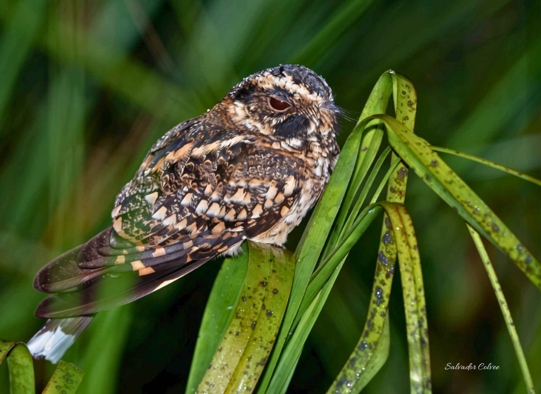Spot-tailed Nightjar