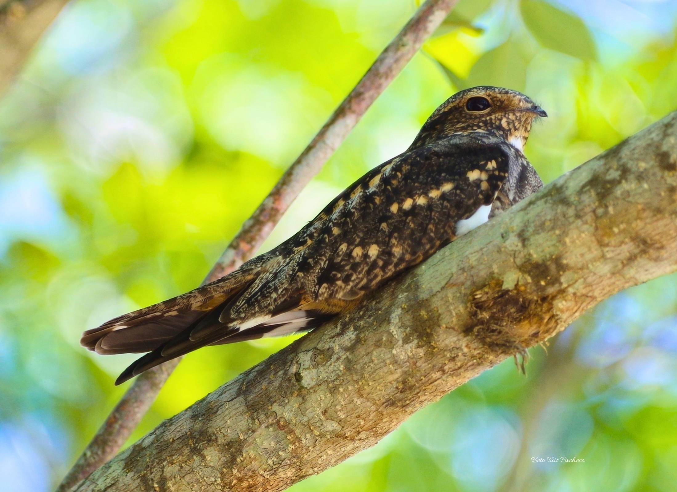 Lesser Nighthawk