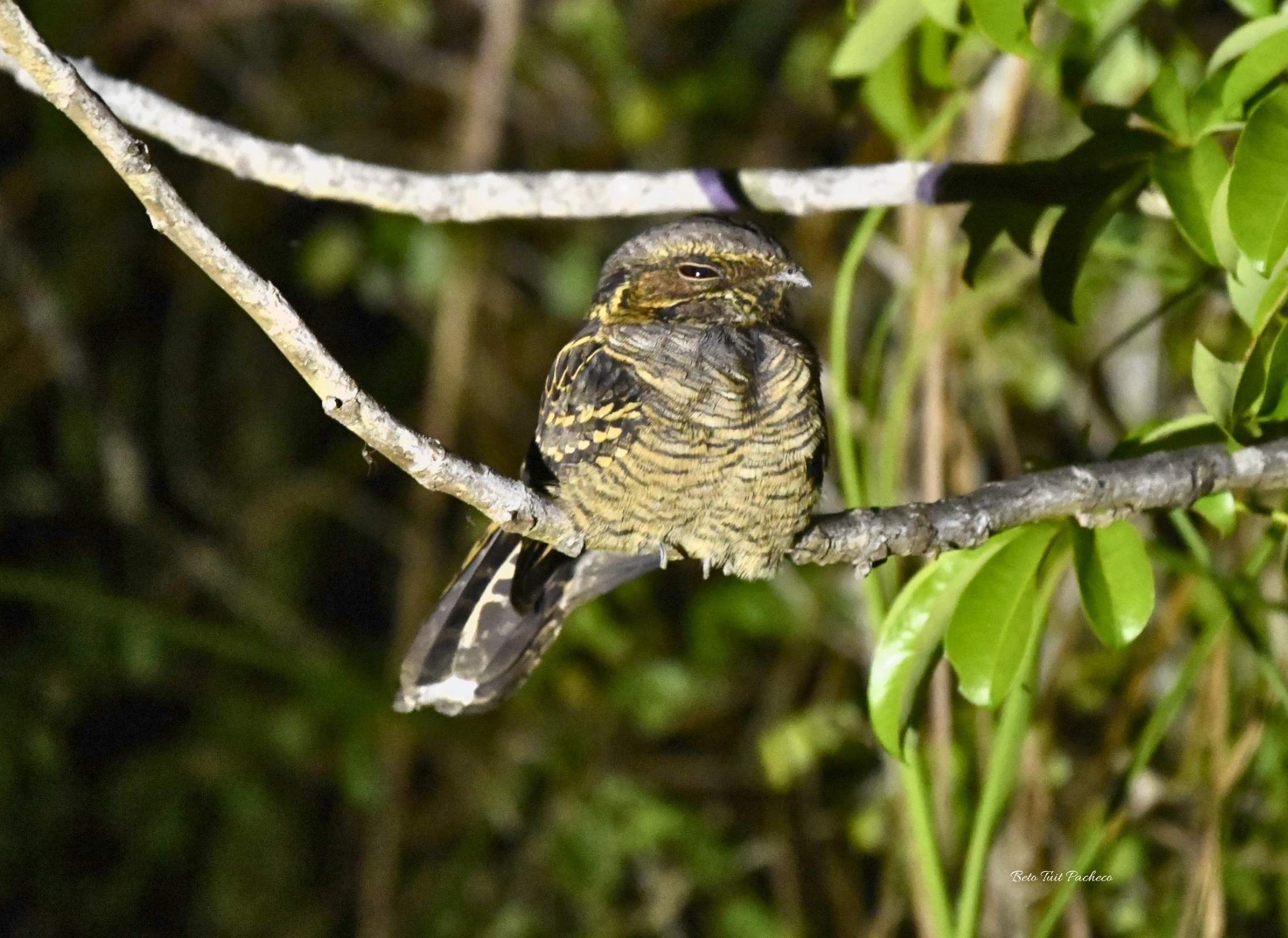 Common Pauraque