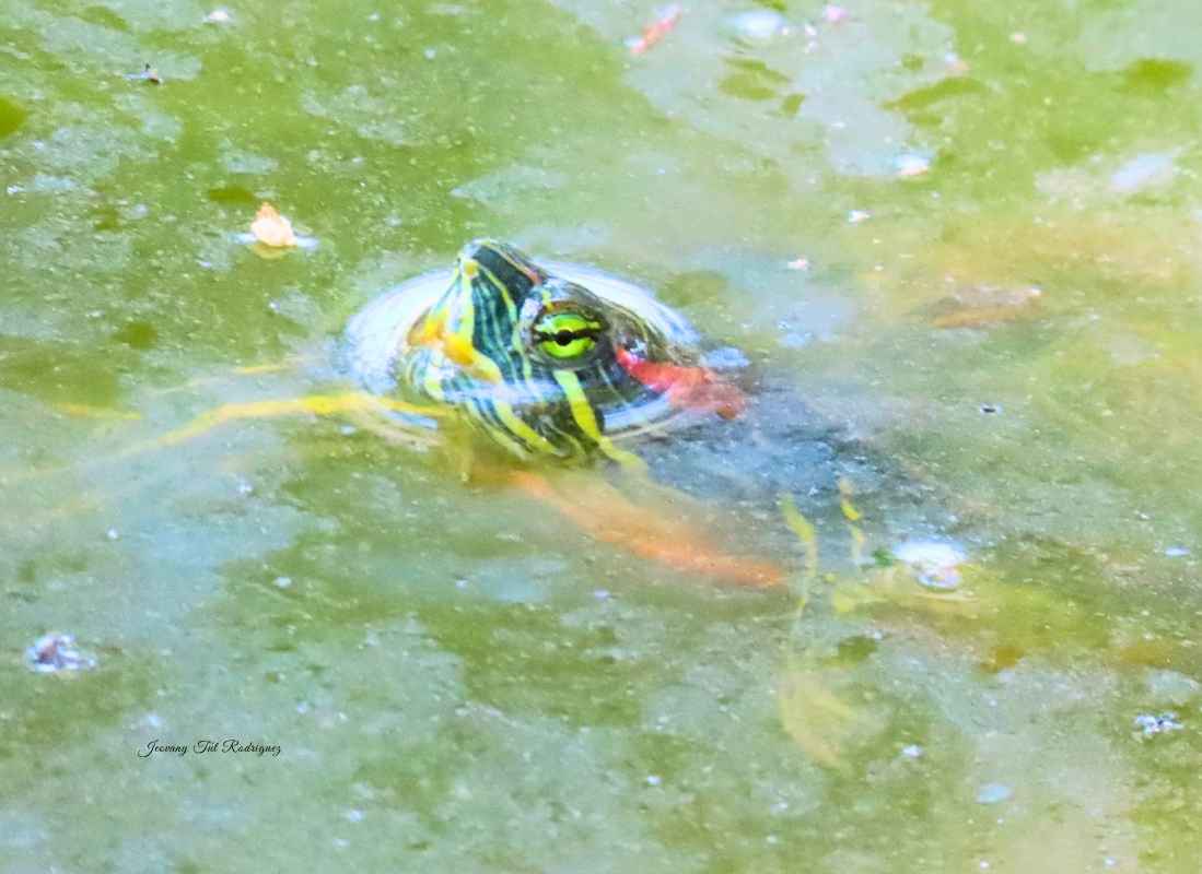 Trachemys scripta