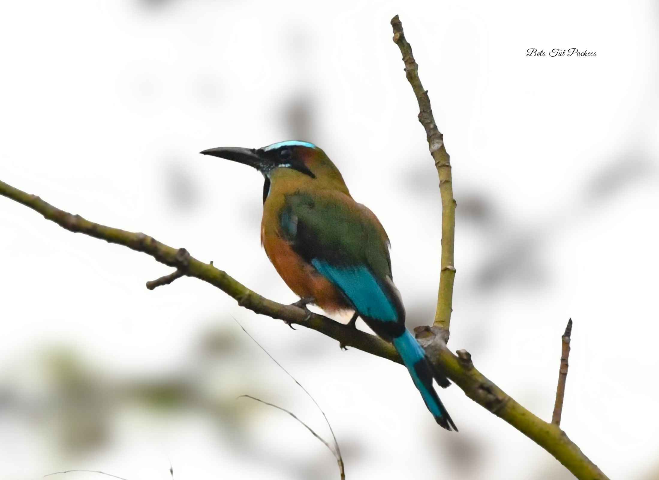 Turquoise-browed Motmot