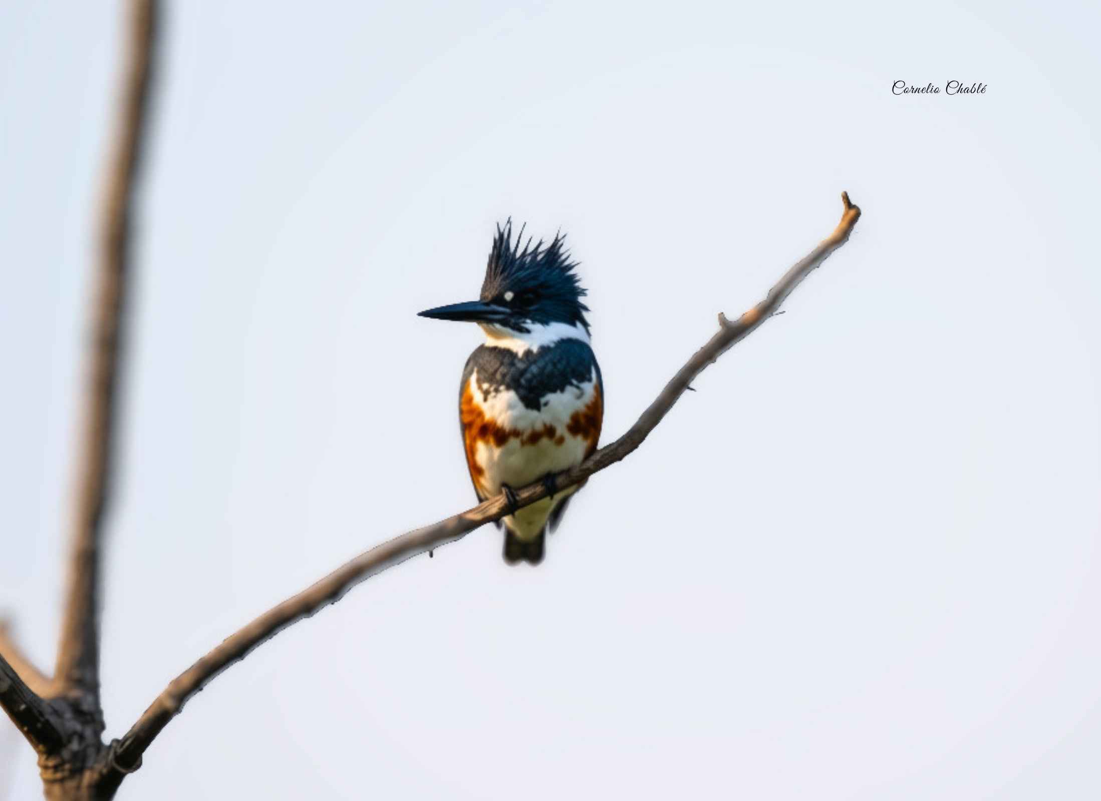 Belted Kingfisher