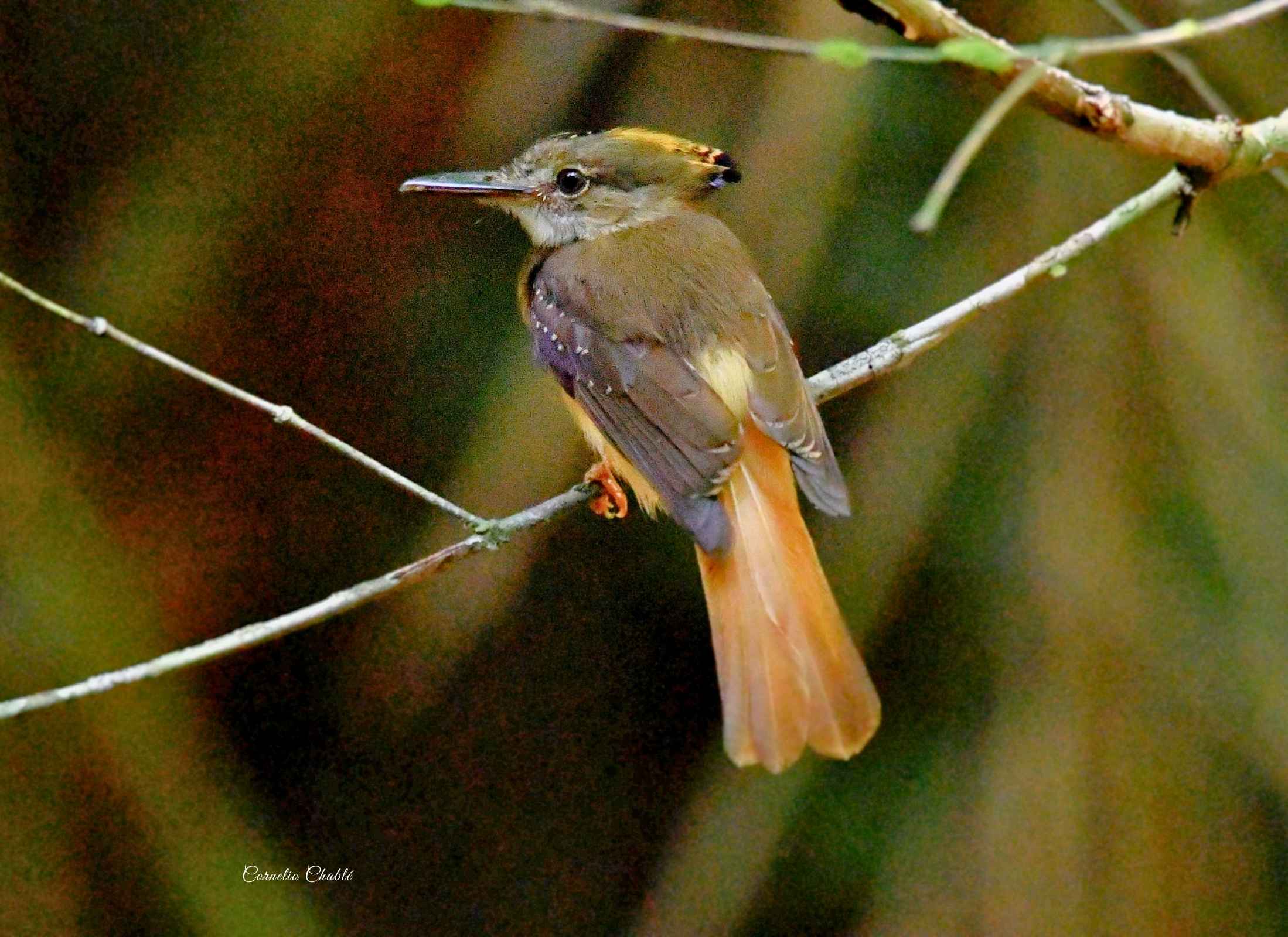 Tropical Royal Flycatcher